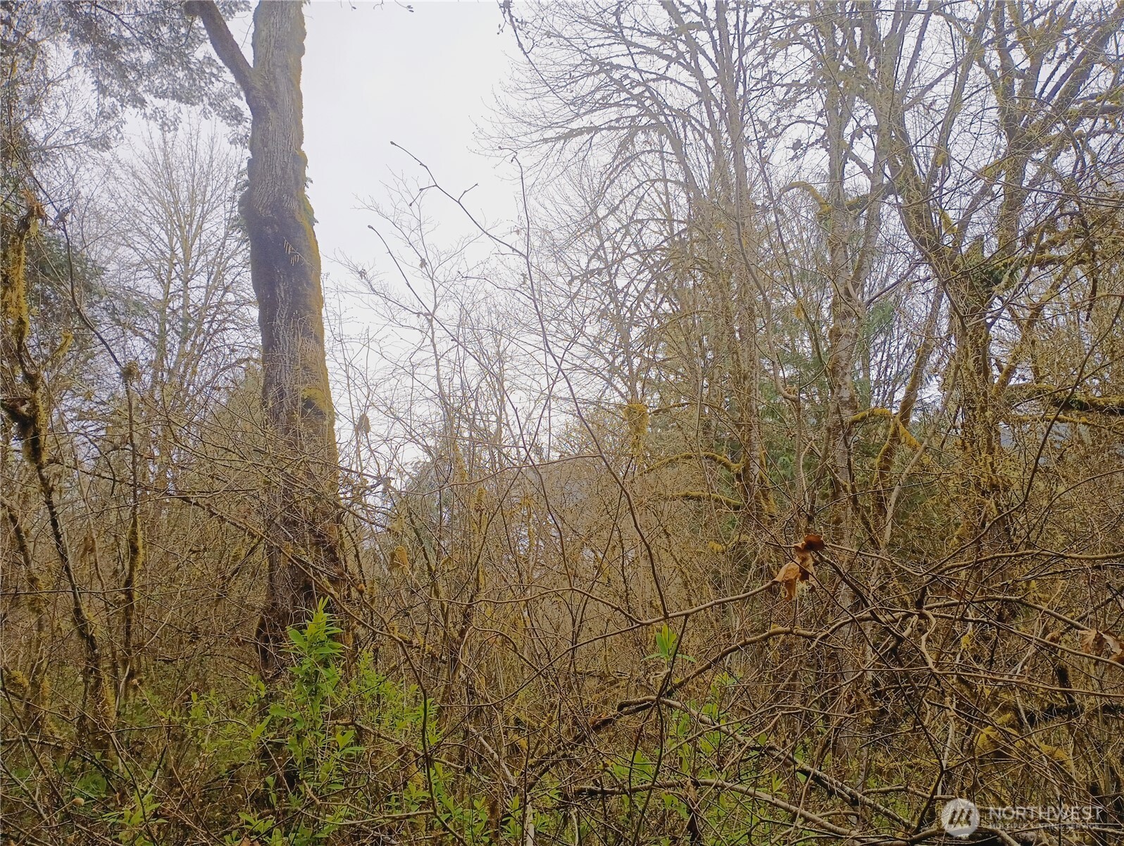 839 Lot 19 Cline Road Property Photo 6