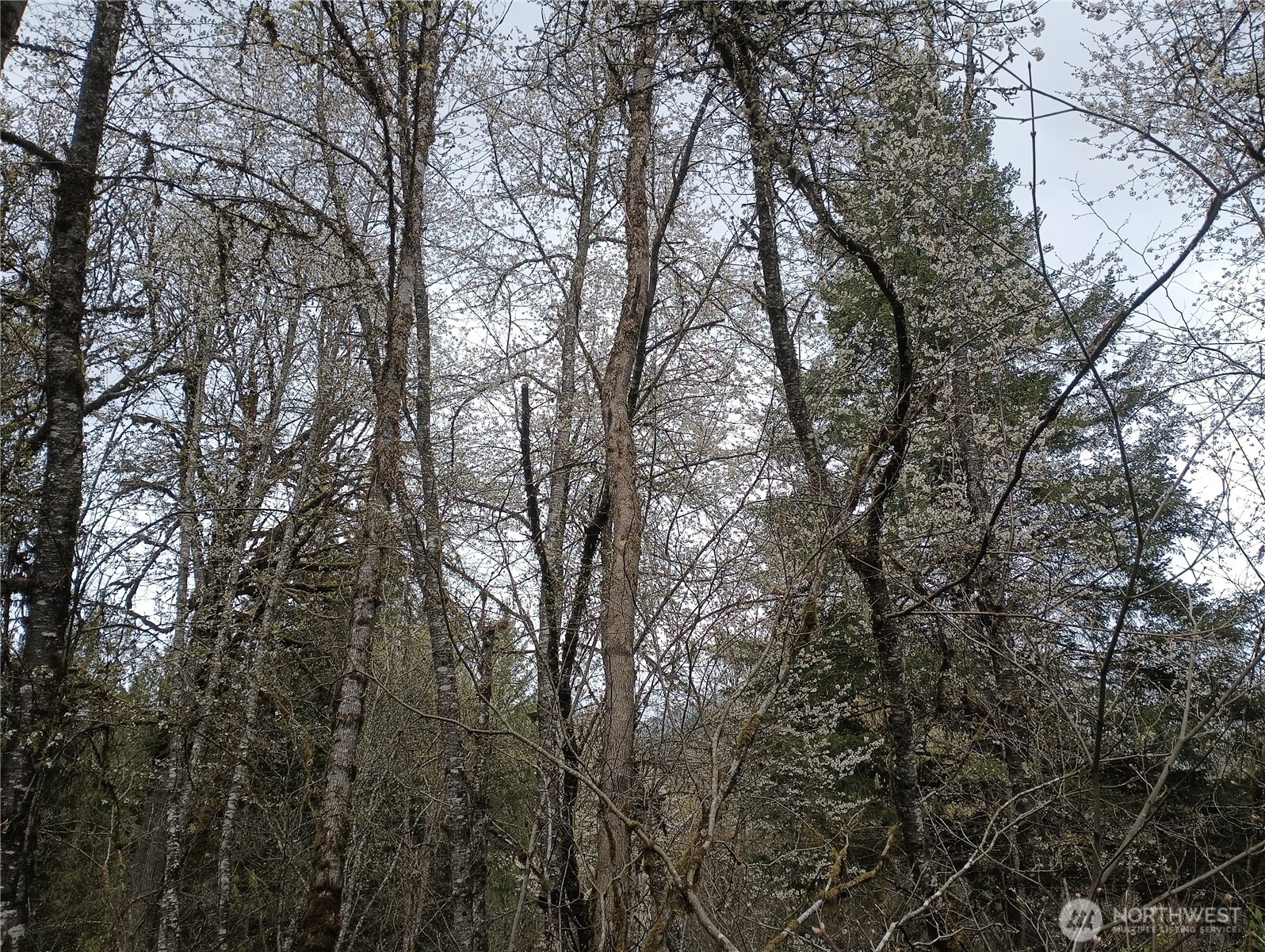839 Lot 19 Cline Road Property Photo 7