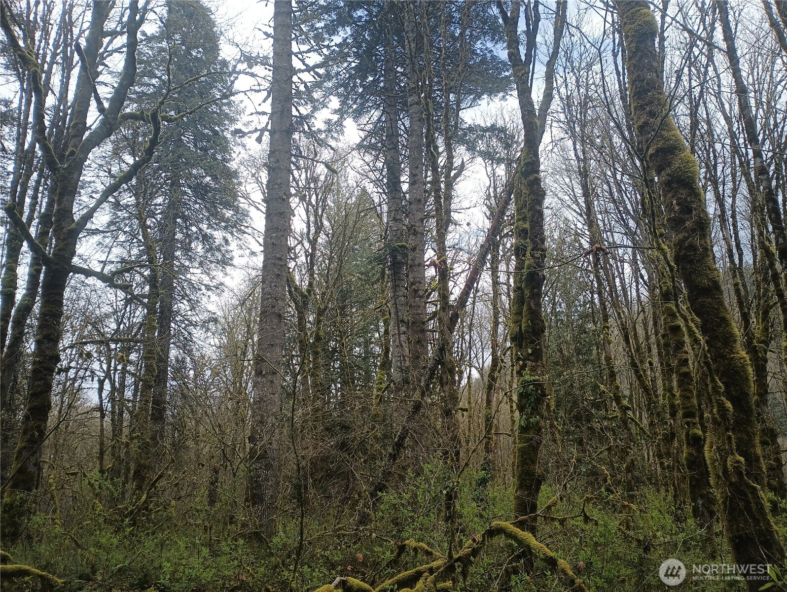 839 Lot 19 Cline Road Property Photo 9