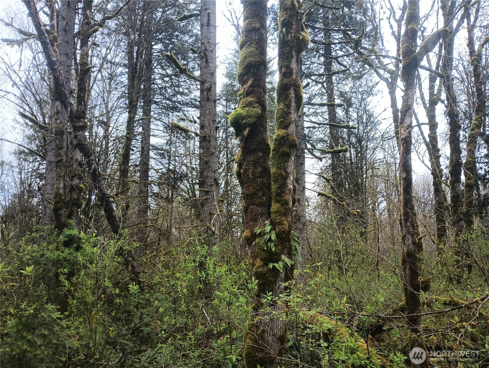 839 Lot 19 Cline Road Property Photo 10