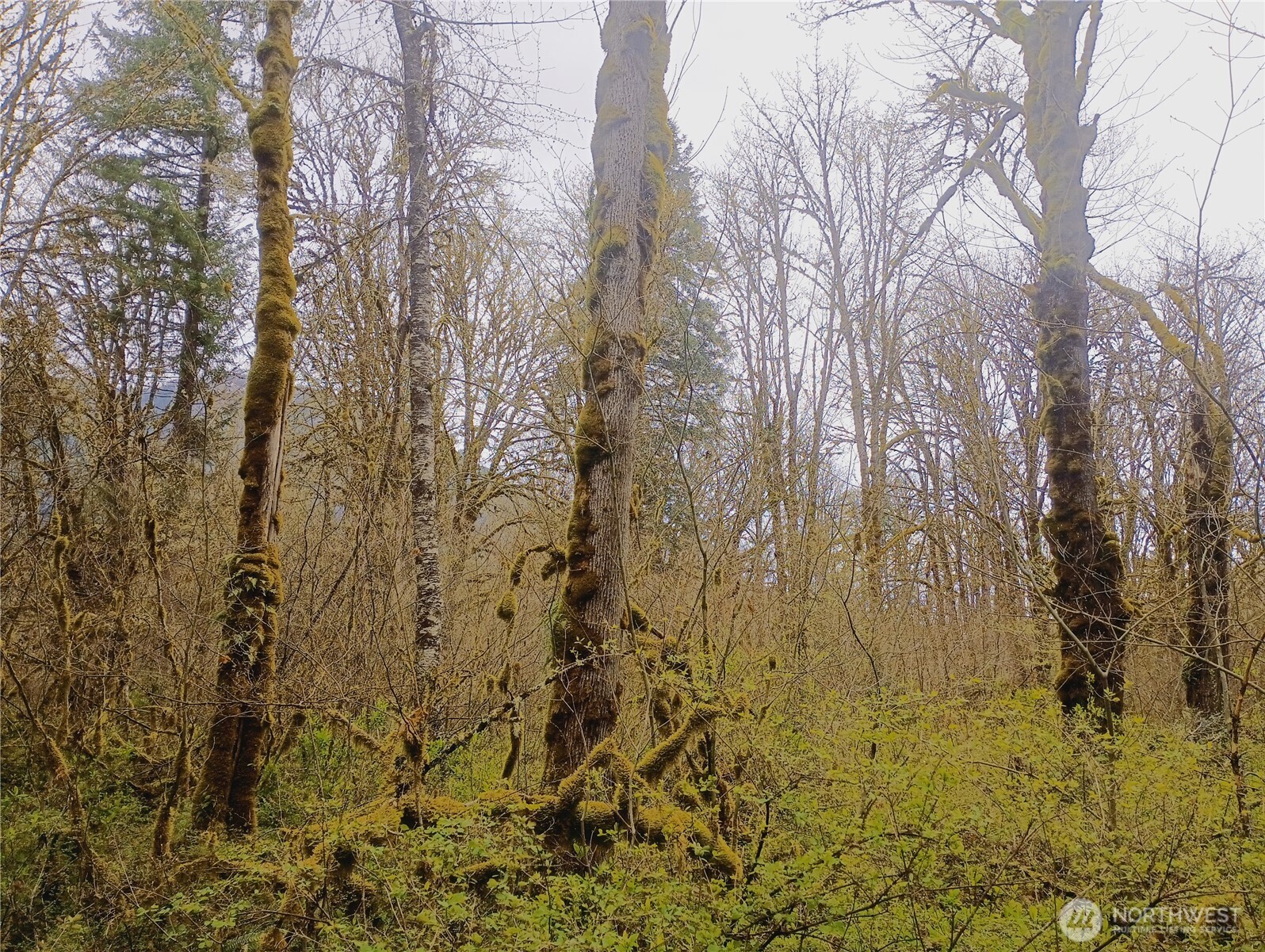 839 Lot 19 Cline Road Property Photo 11