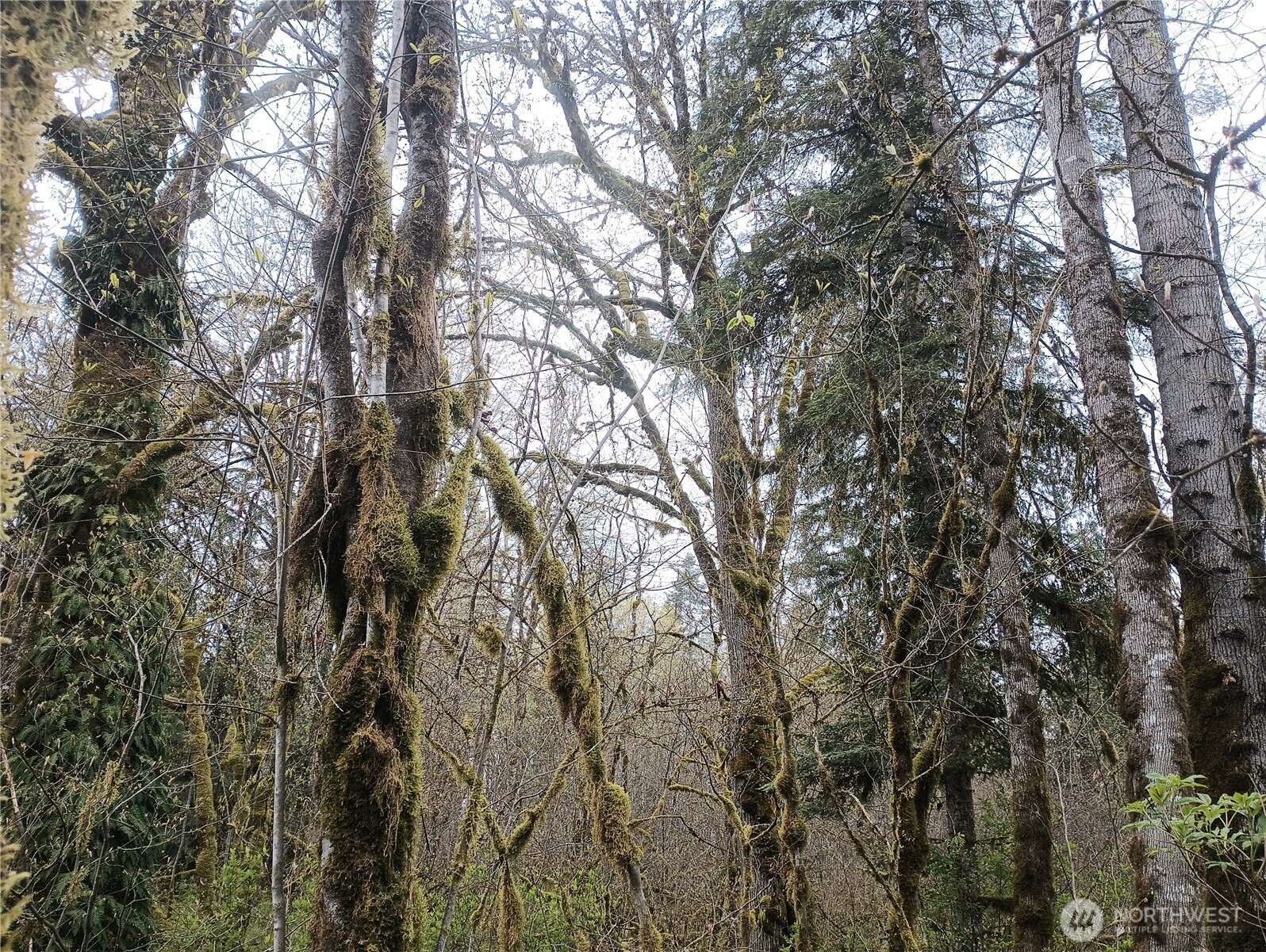839 Lot 19 Cline Road Property Photo 13