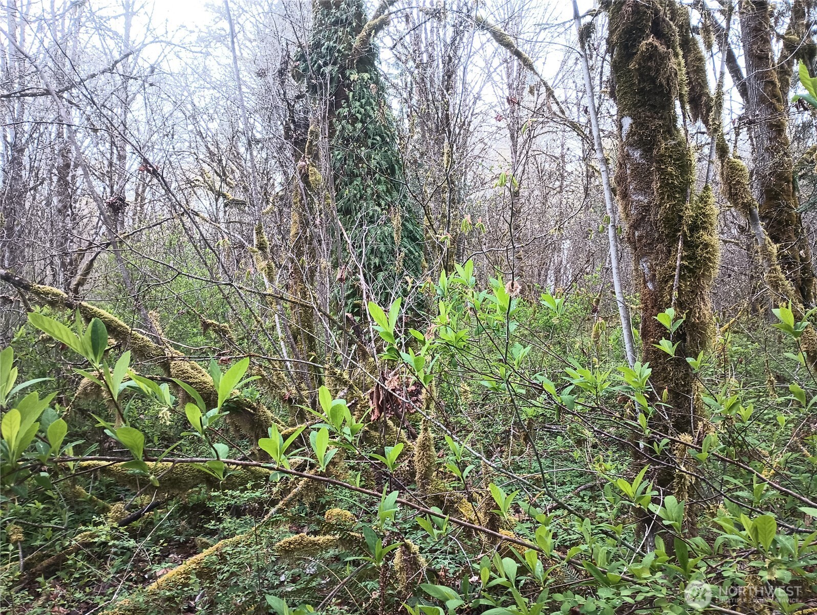 839 Lot 19 Cline Road Property Photo 15