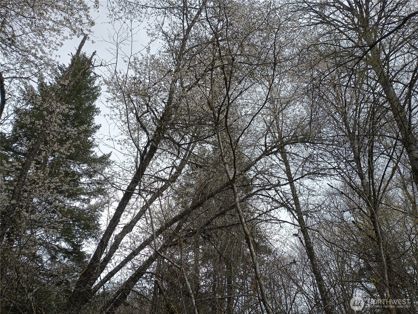 839 Lot 19 Cline Road Property Photo 17