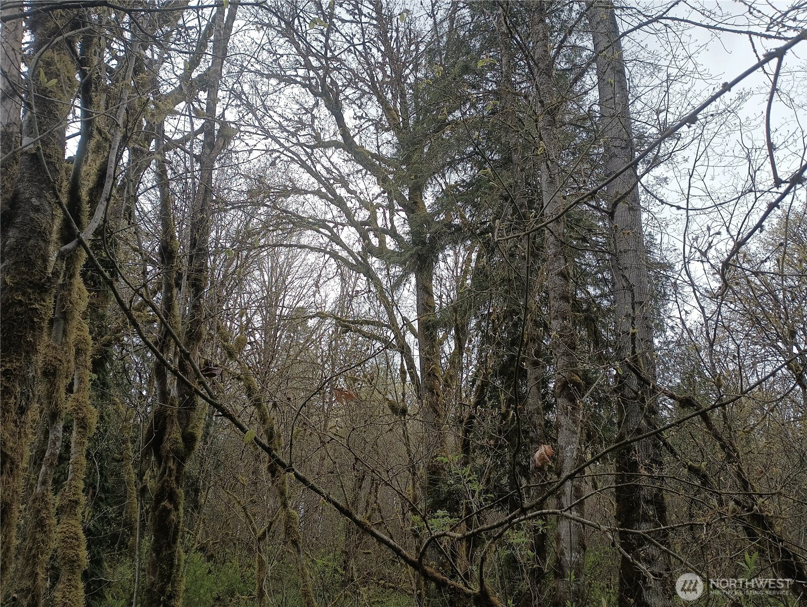 839 Lot 19 Cline Road Property Photo 20