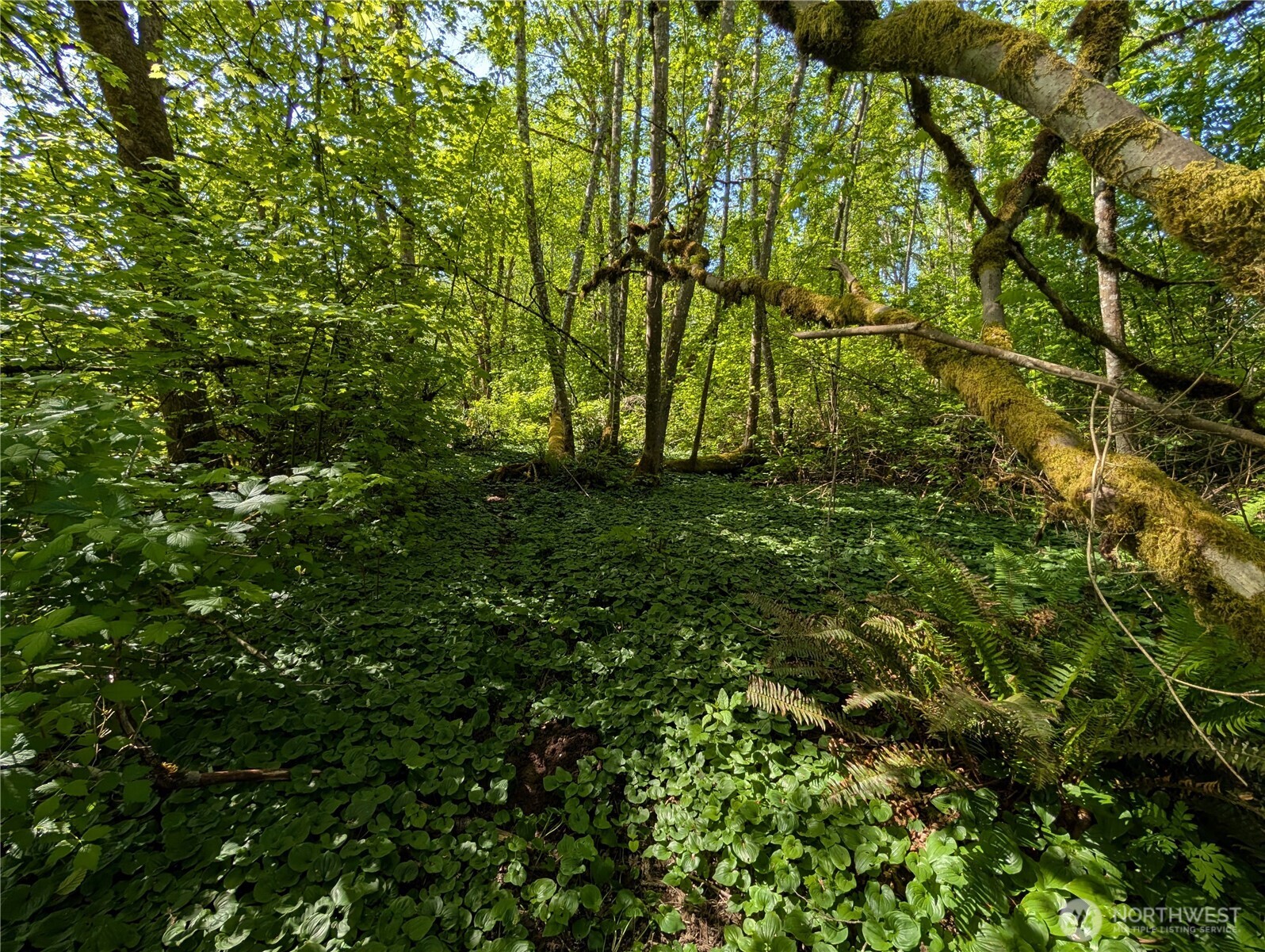 0 Xxx Trosper Road Property Photo 12