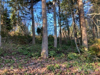 1 Huckleberry Lane Property Photo 6
