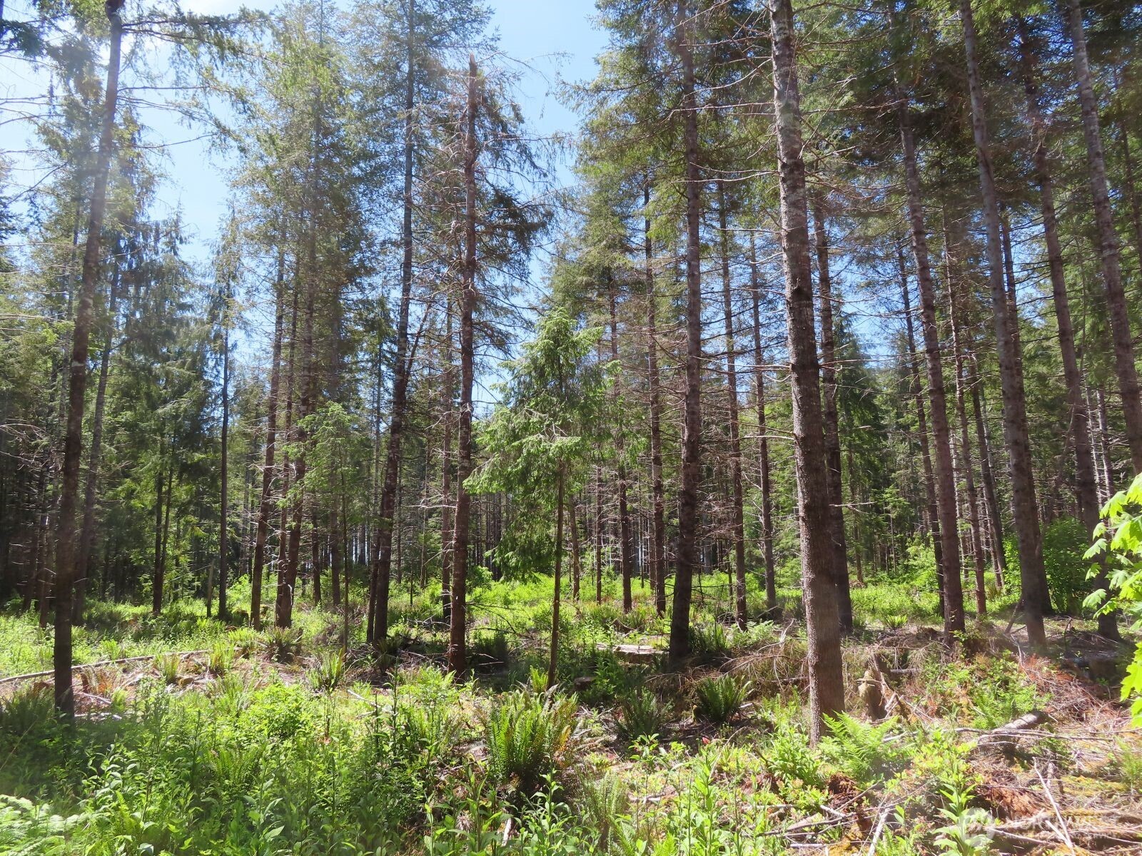 1515 Kirkpatrick Road Property Photo 10