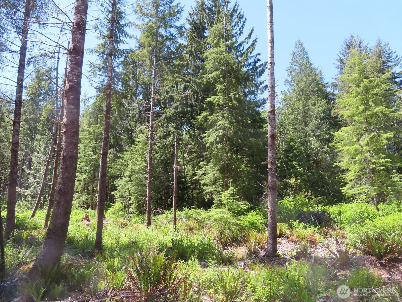 1515 Kirkpatrick Road Property Photo 13