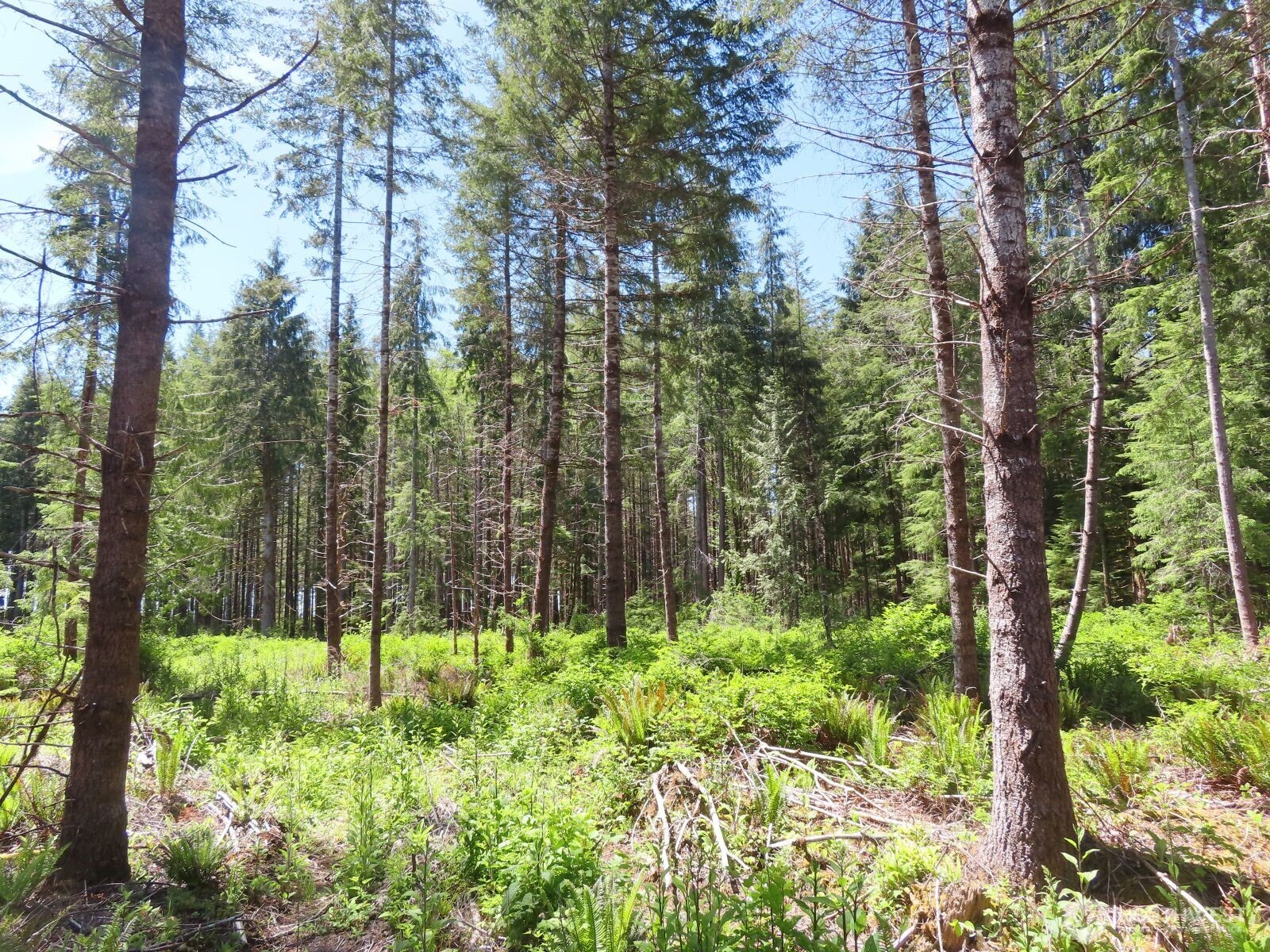 1515 Kirkpatrick Road Property Photo 14