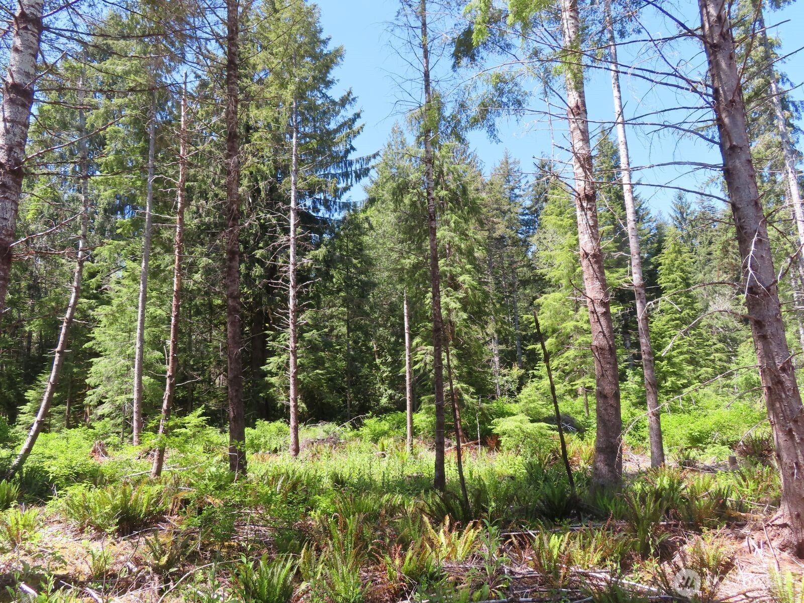 1515 Kirkpatrick Road Property Photo 15