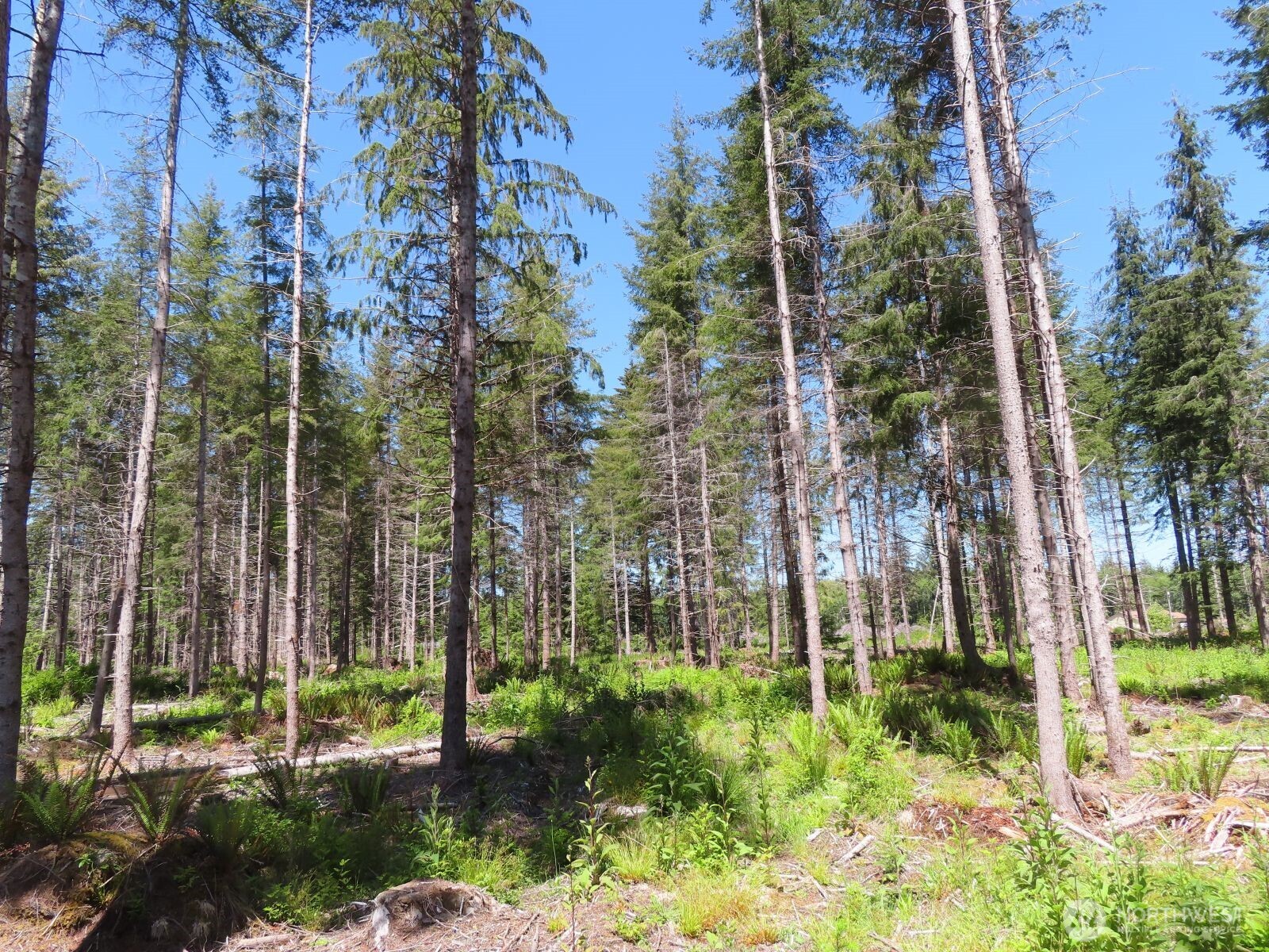 1515 Kirkpatrick Road Property Photo 23