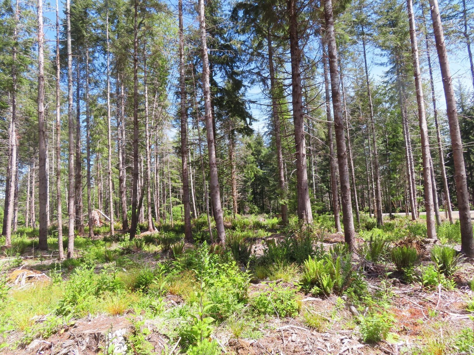 1515 Kirkpatrick Road Property Photo 24