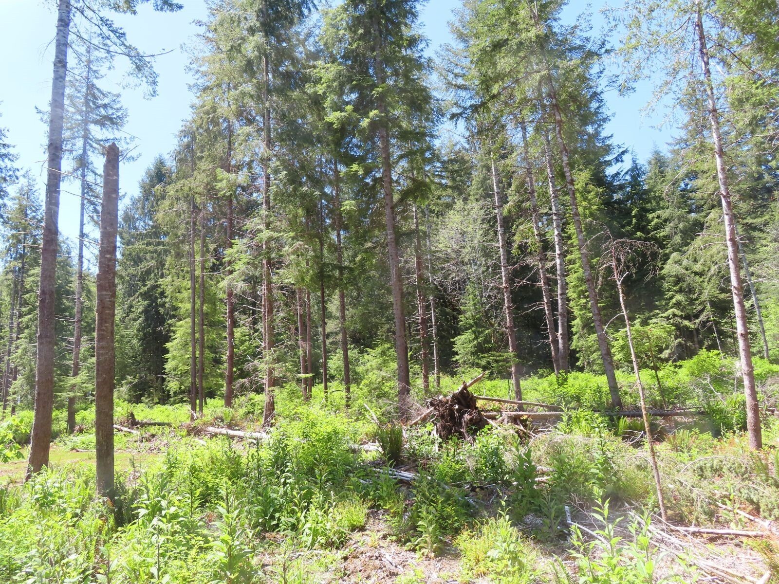 1515 Kirkpatrick Road Property Photo 26