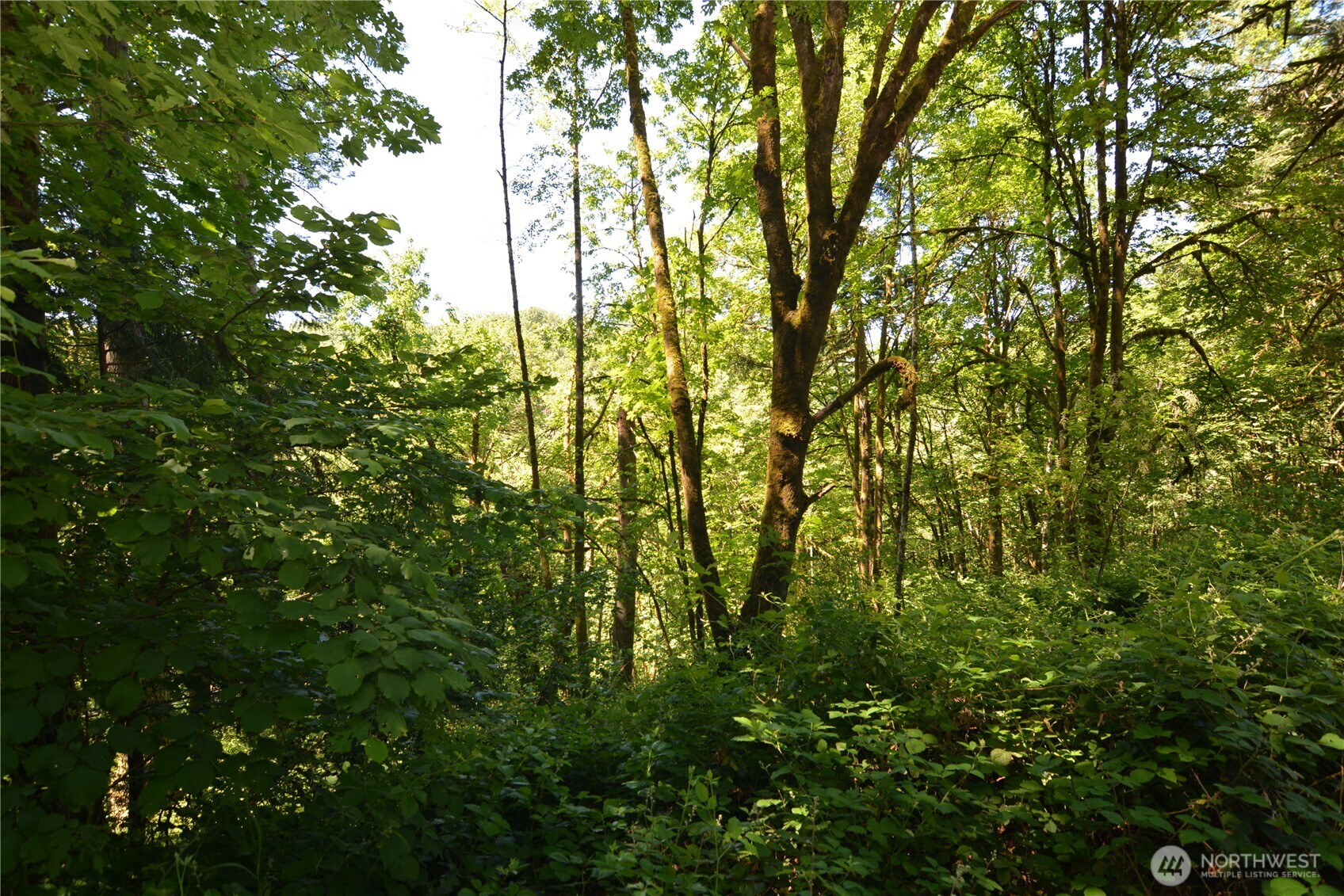 2429 Archwood Drive Property Photo 4