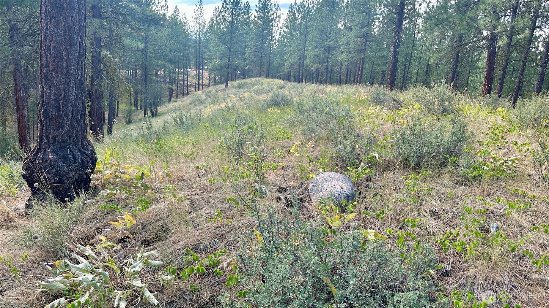 98 Larkspur Drive Property Photo 19