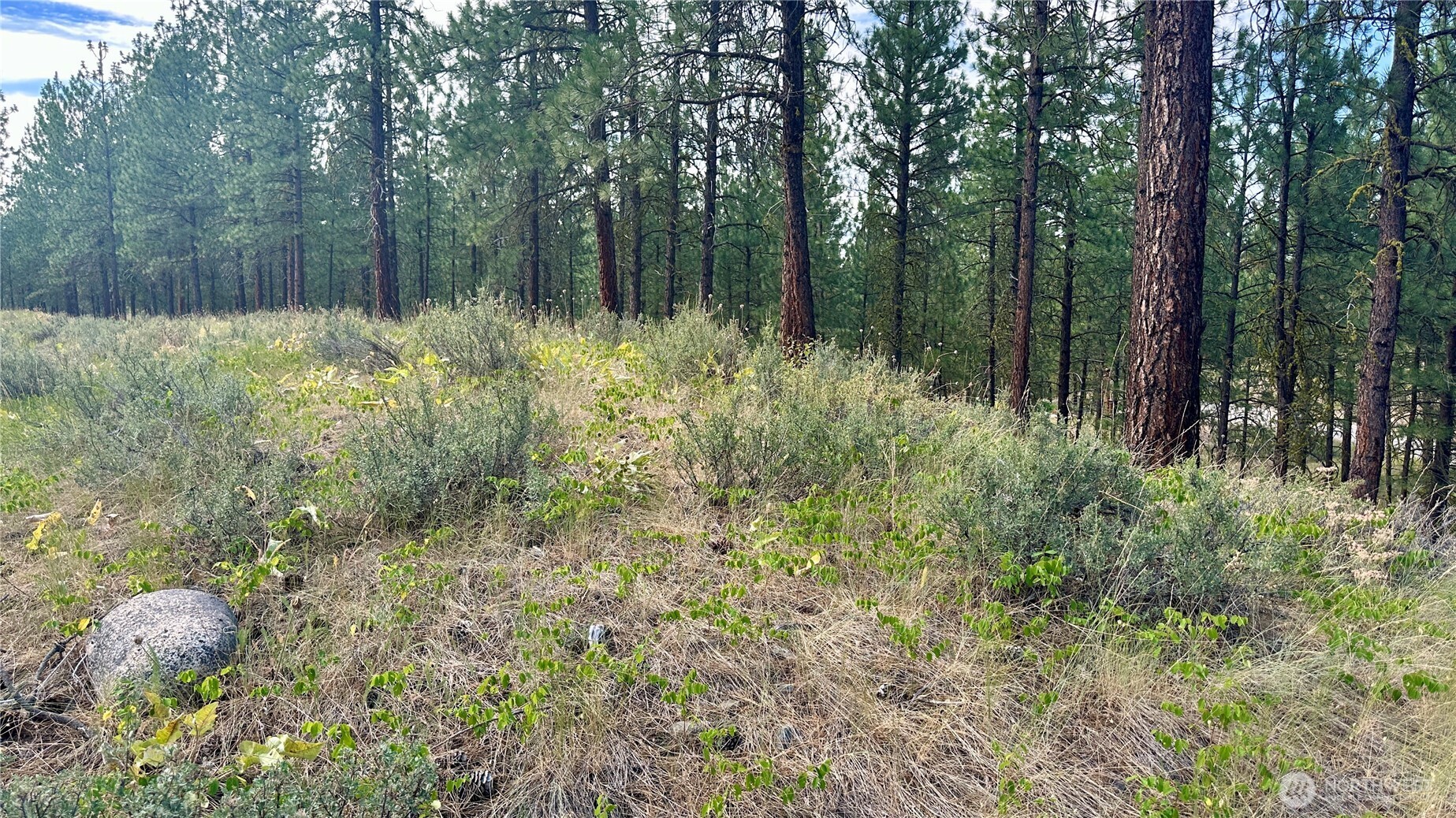 98 Larkspur Drive Property Photo 22