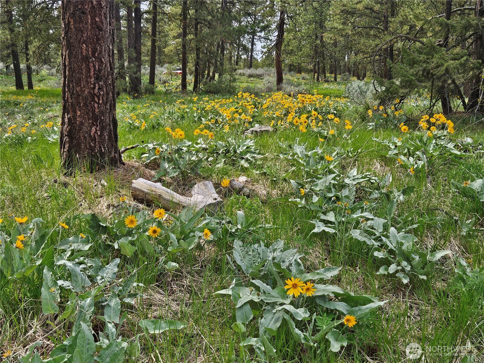 0 Muledeer Road Property Photo 4
