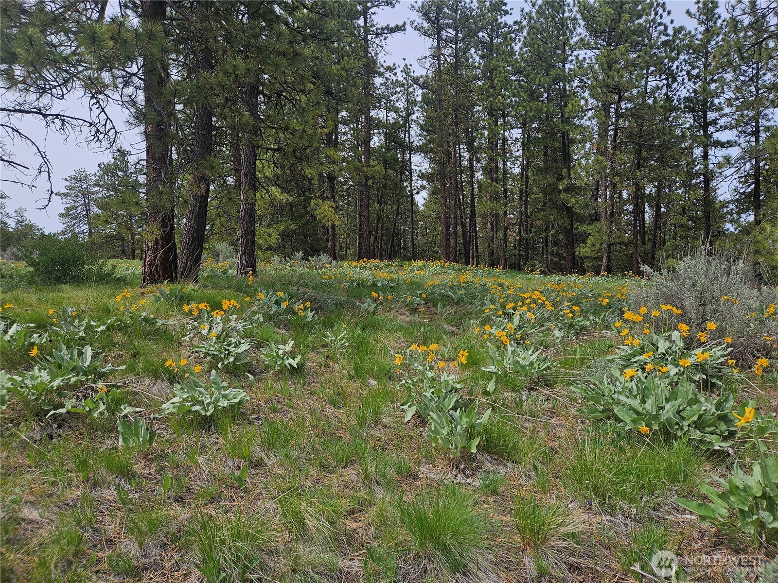 0 Muledeer Road Property Photo 24
