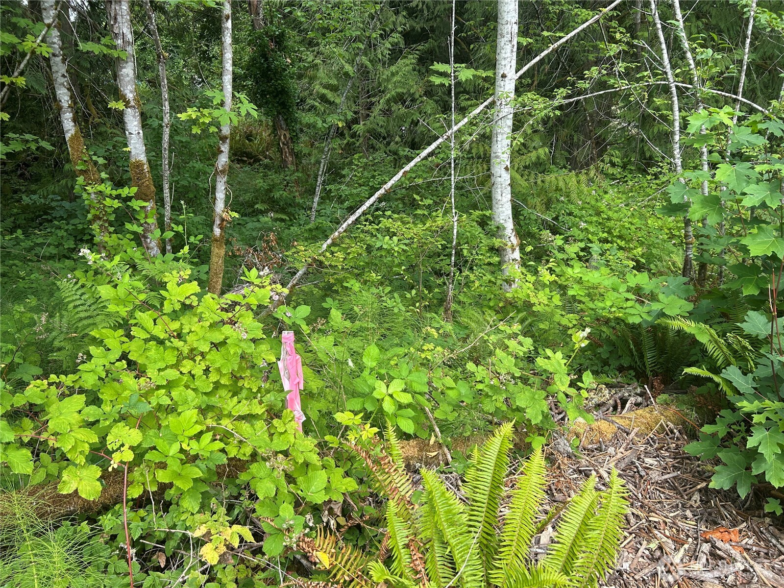 19401 Whiteman Cove Road Property Photo 6