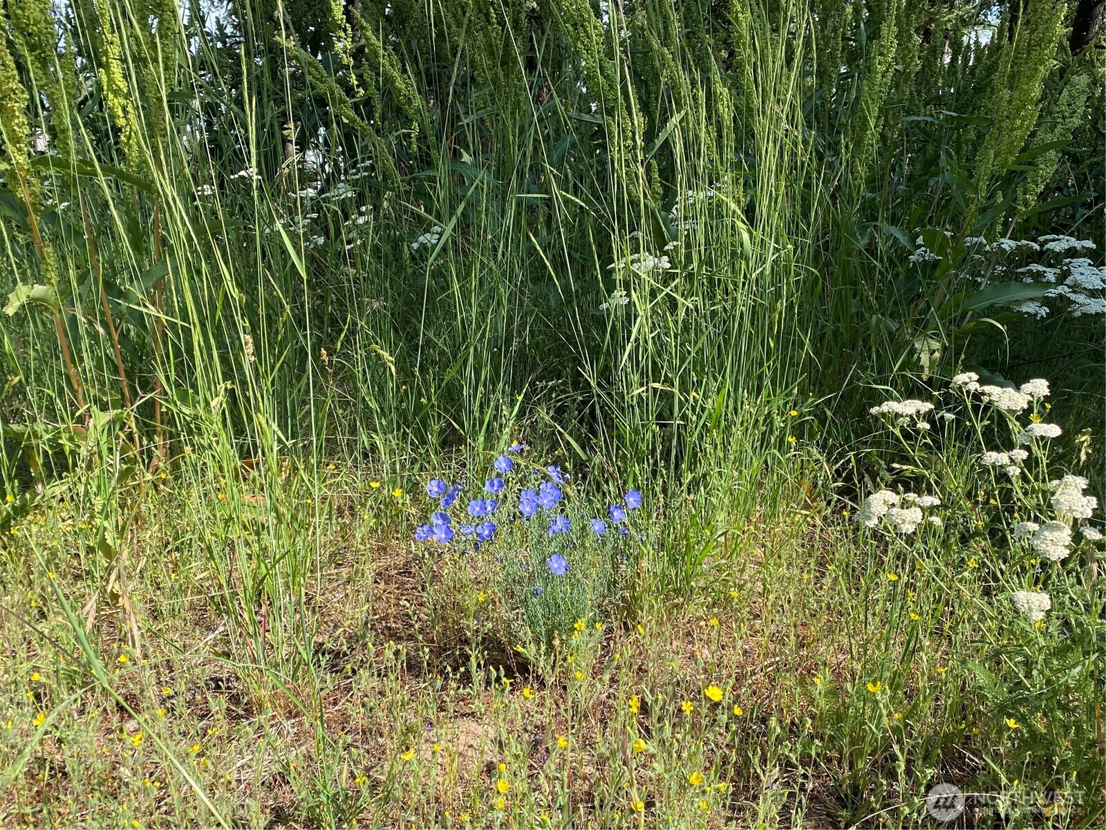 0 Big Springs Ranch Road Property Photo 19
