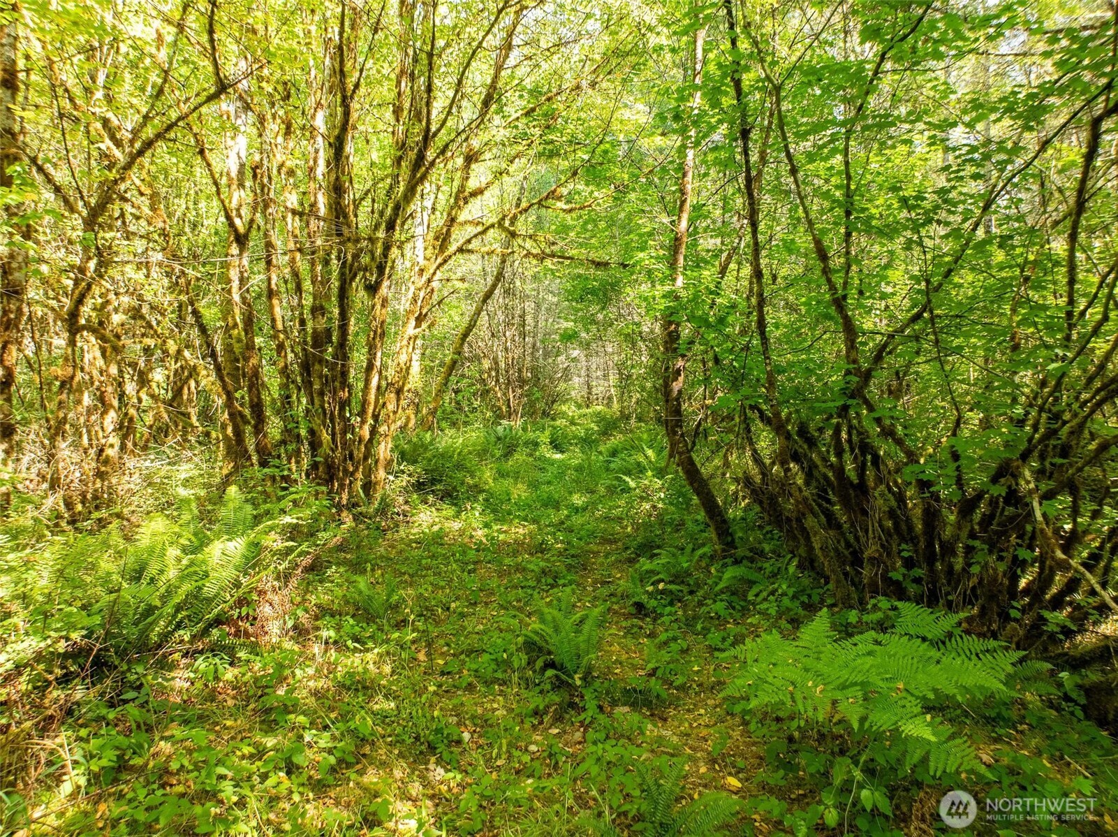 0 Lincoln Creek Road Property Photo 12