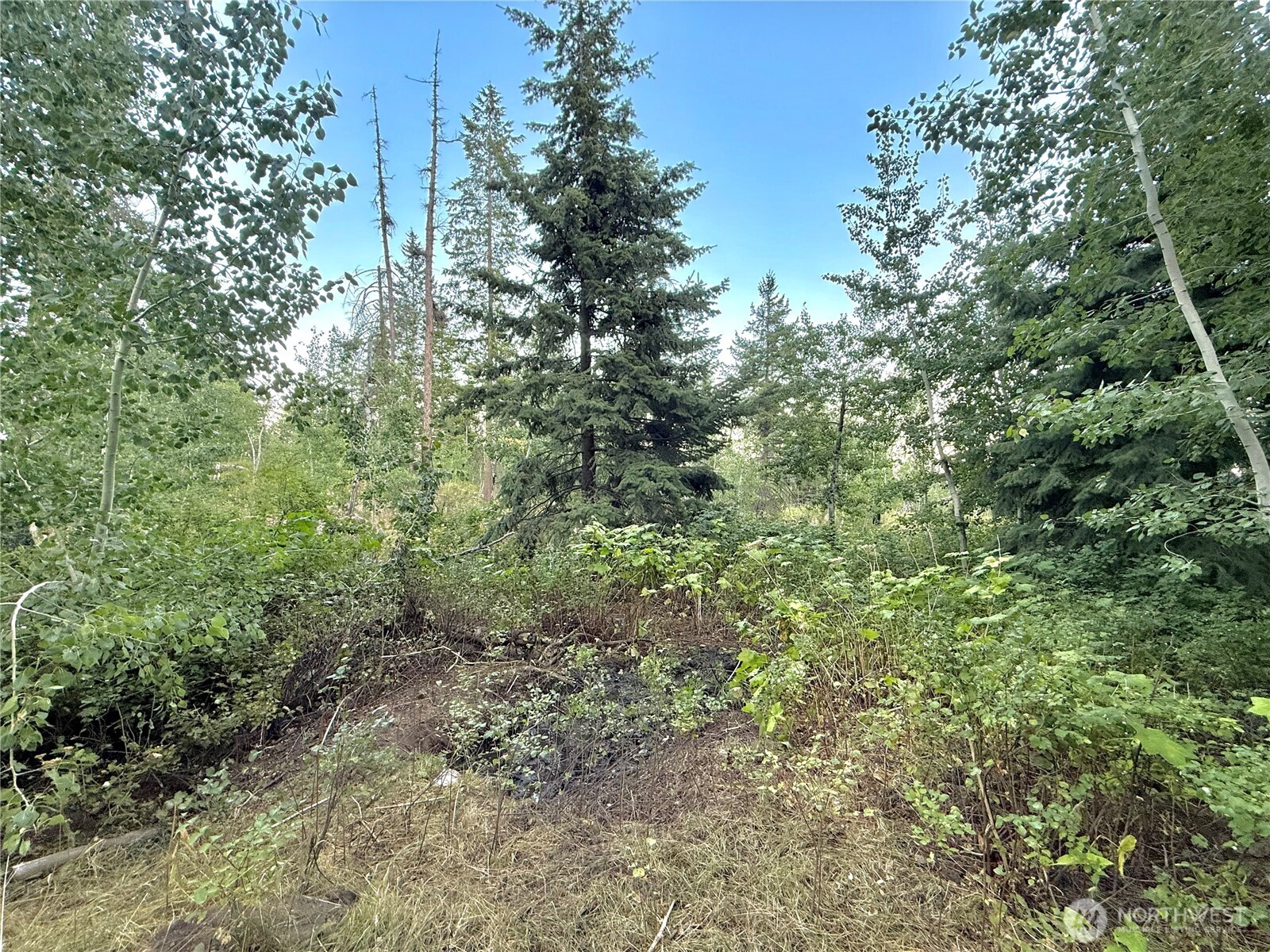 0 Tbd Buzzard Lake Road Property Photo 3