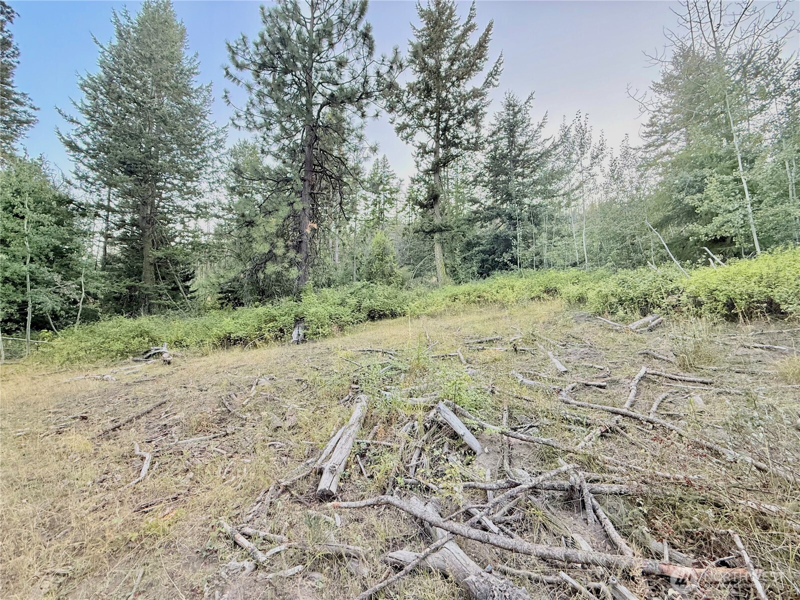 0 Tbd Buzzard Lake Road Property Photo 4