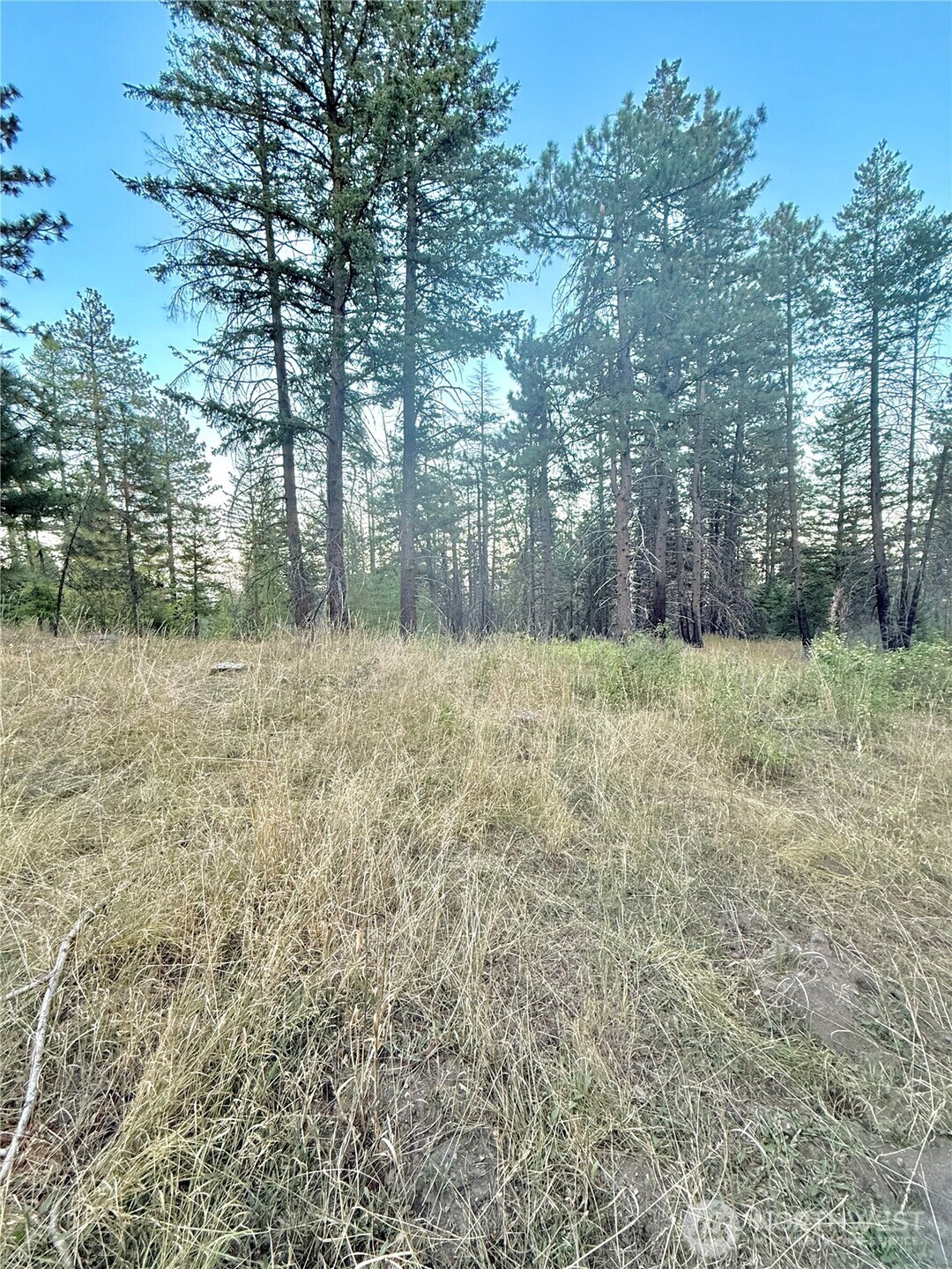 0 Tbd Buzzard Lake Road Property Photo 5