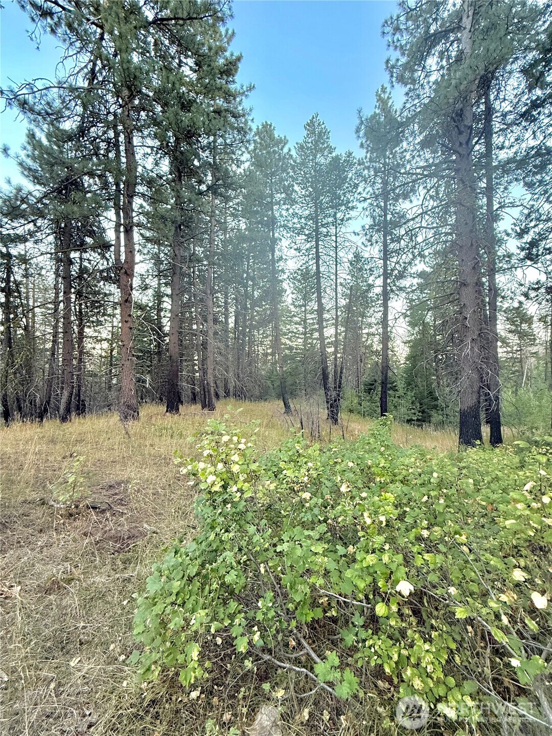 0 Tbd Buzzard Lake Road Property Photo 7