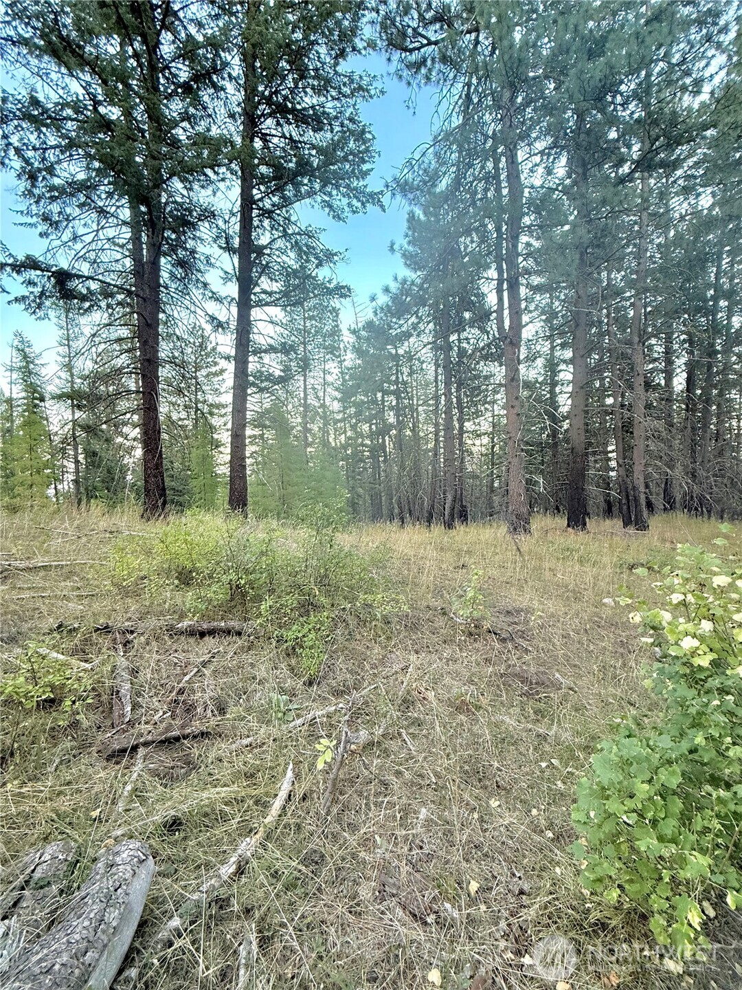 0 Tbd Buzzard Lake Road Property Photo 8