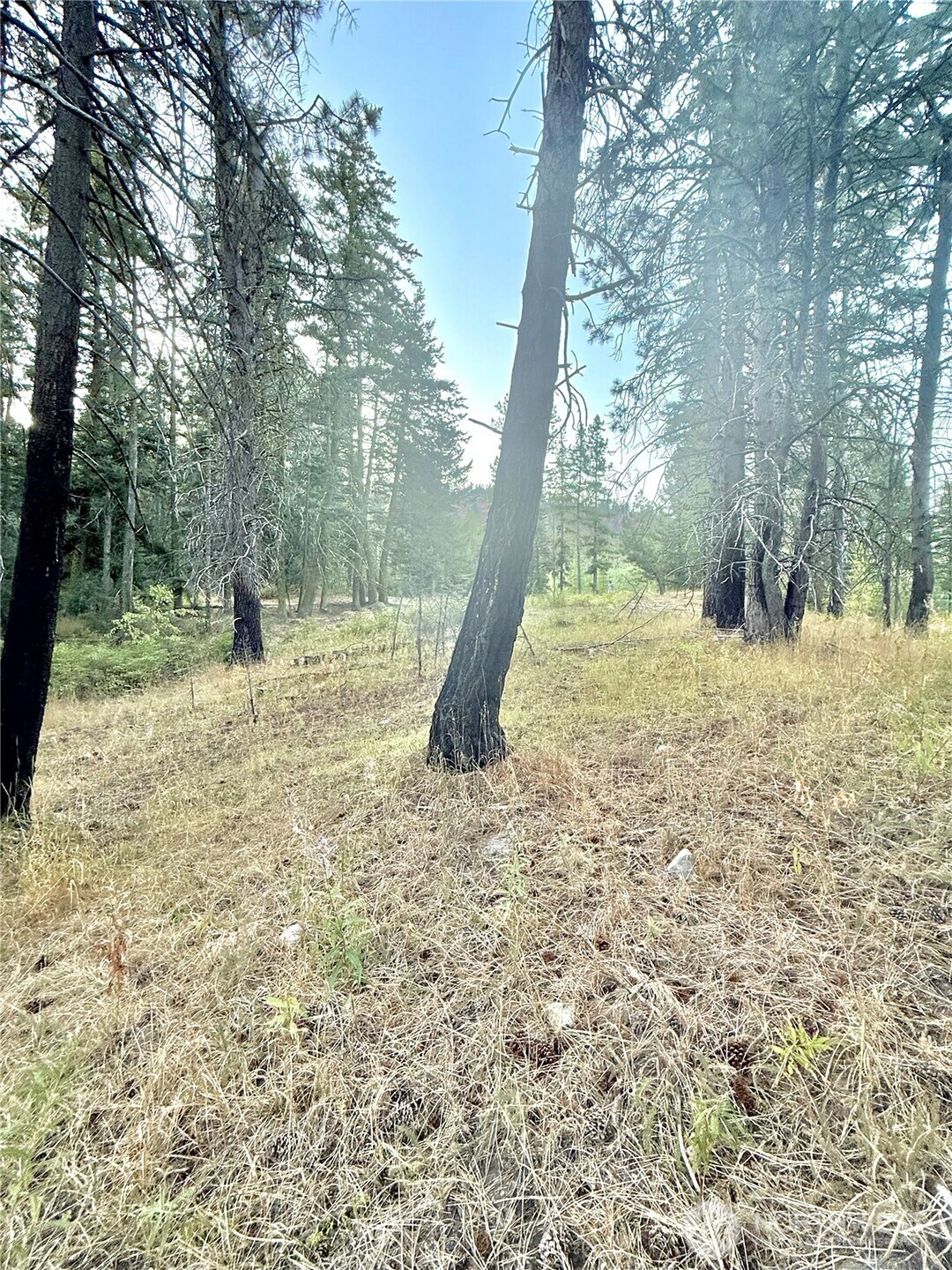 0 Tbd Buzzard Lake Road Property Photo 9