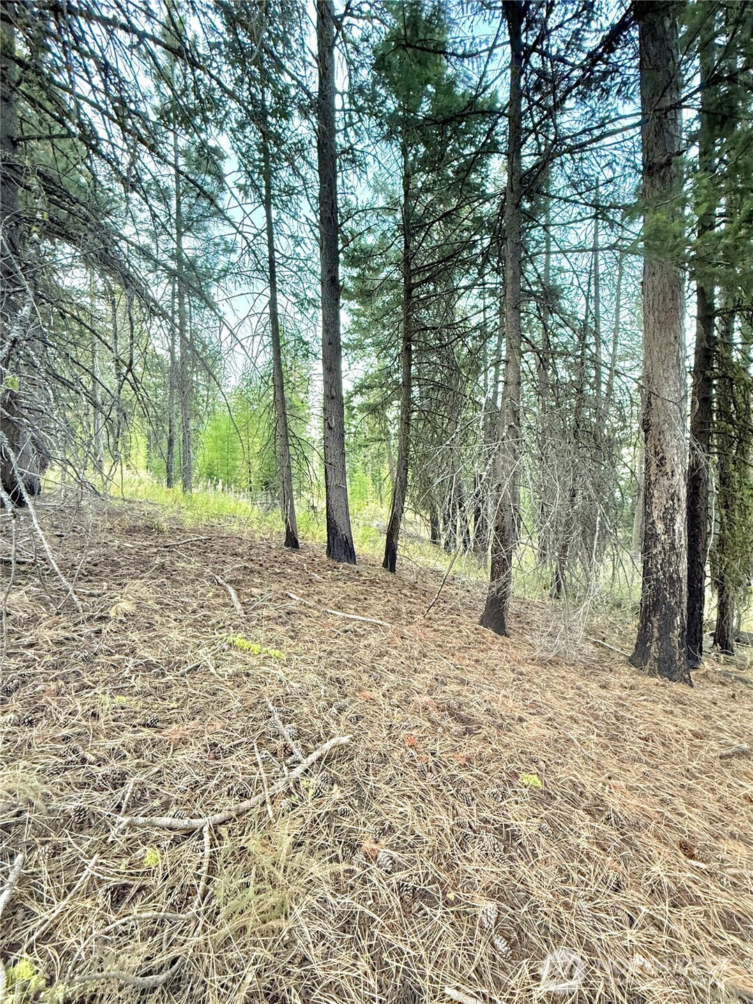 0 Tbd Buzzard Lake Road Property Photo 10
