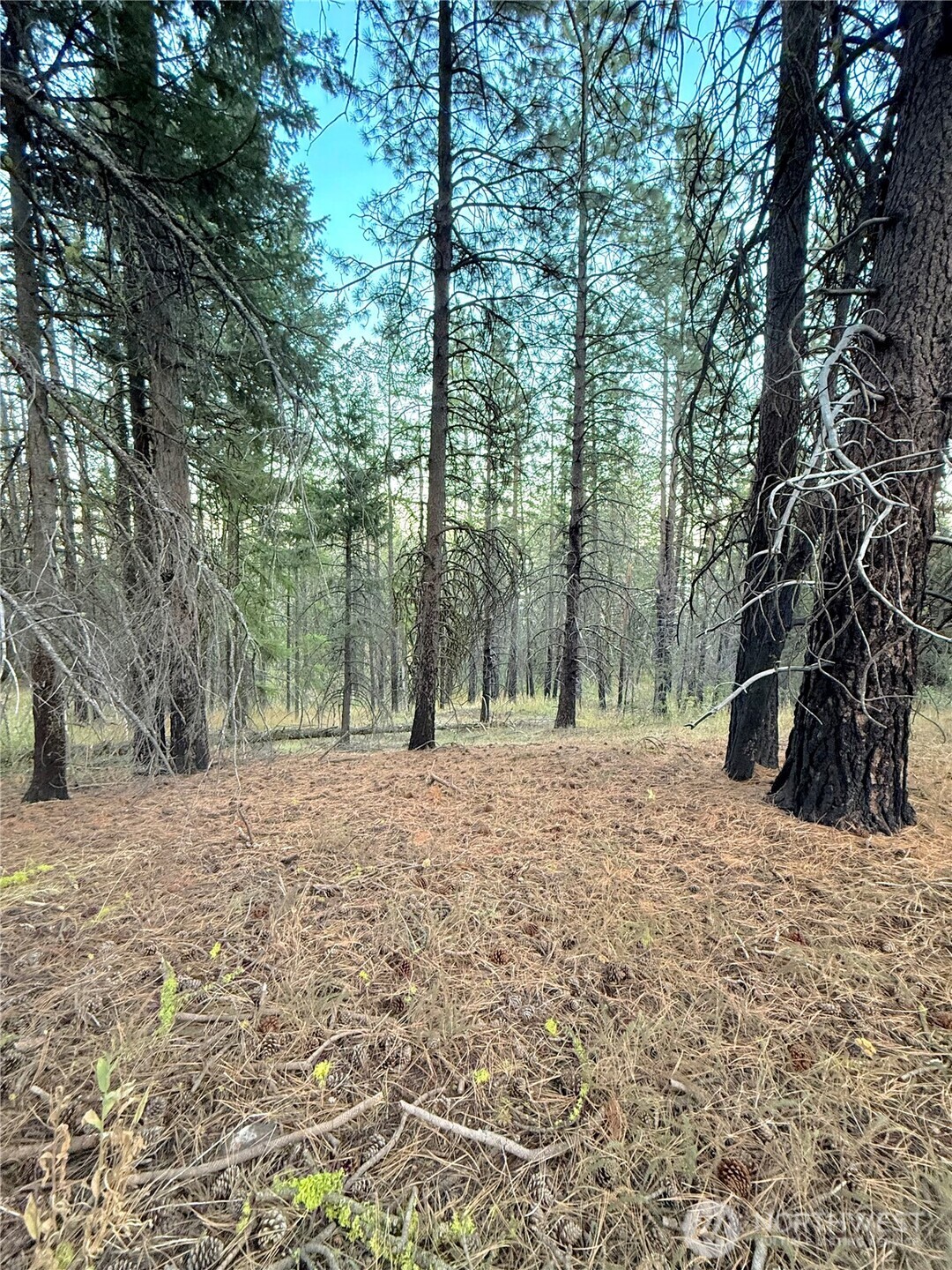 0 Tbd Buzzard Lake Road Property Photo 12