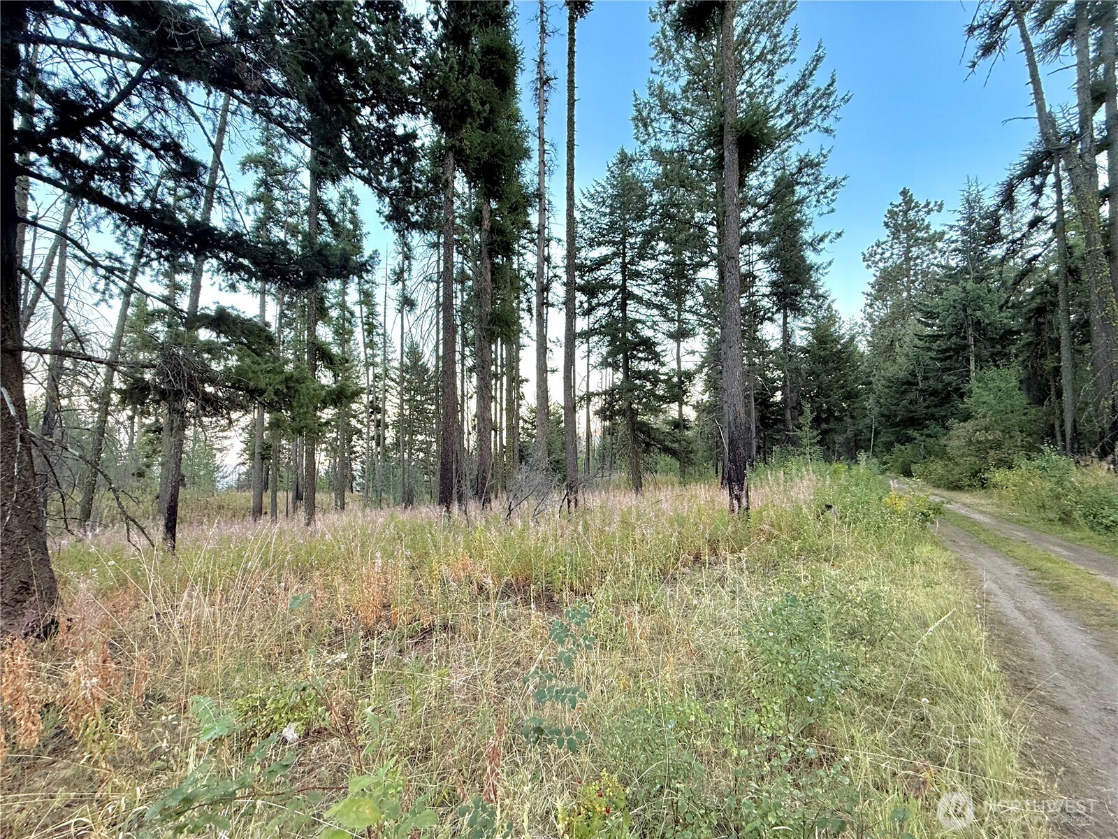 0 Tbd Buzzard Lake Road Property Photo 17