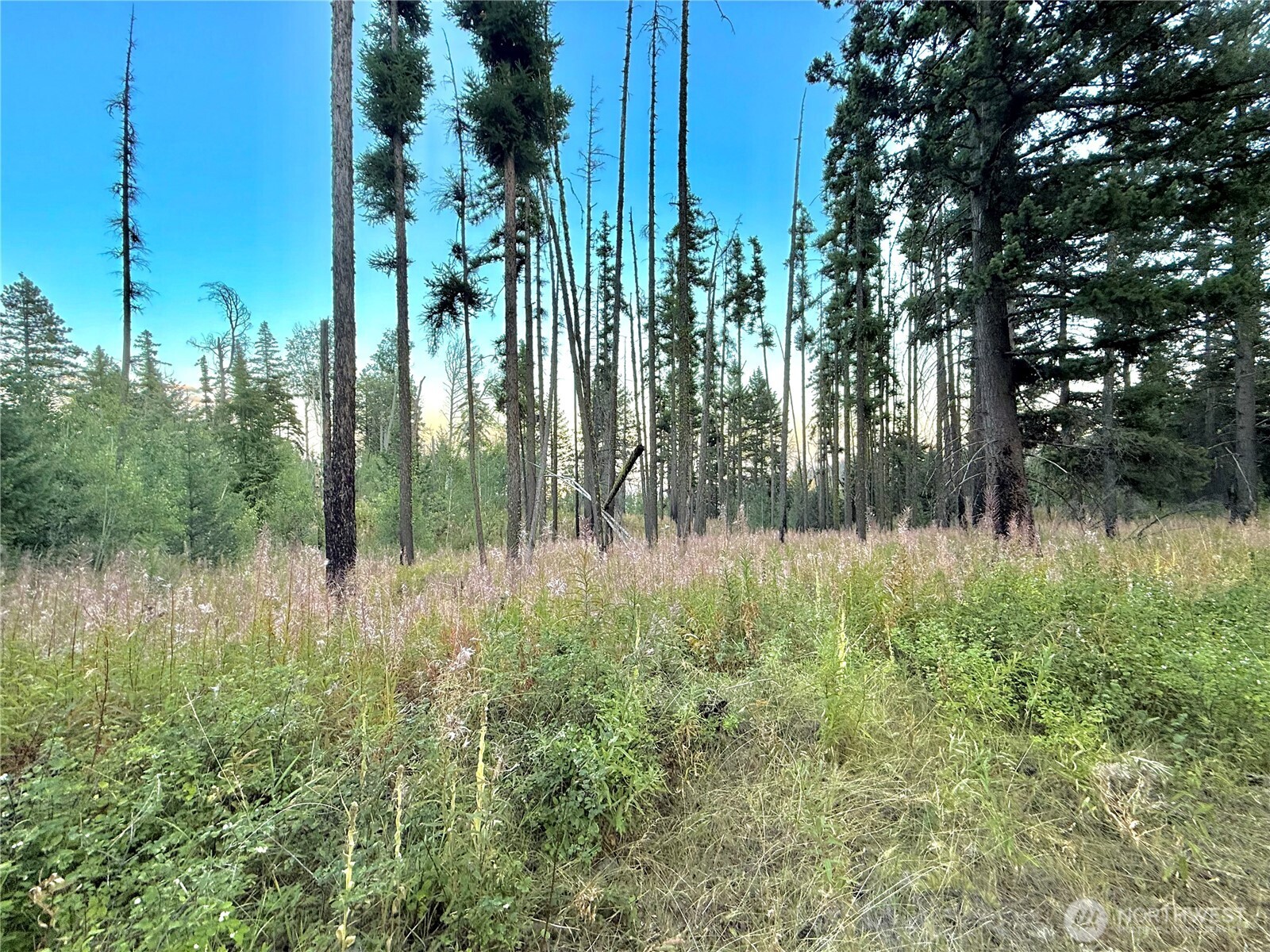 0 Tbd Buzzard Lake Road Property Photo 19