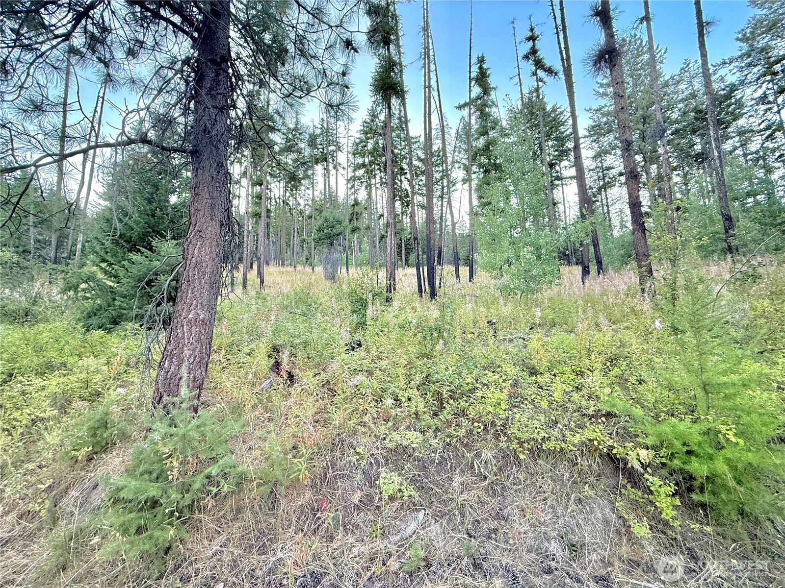 0 Tbd Buzzard Lake Road Property Photo 20