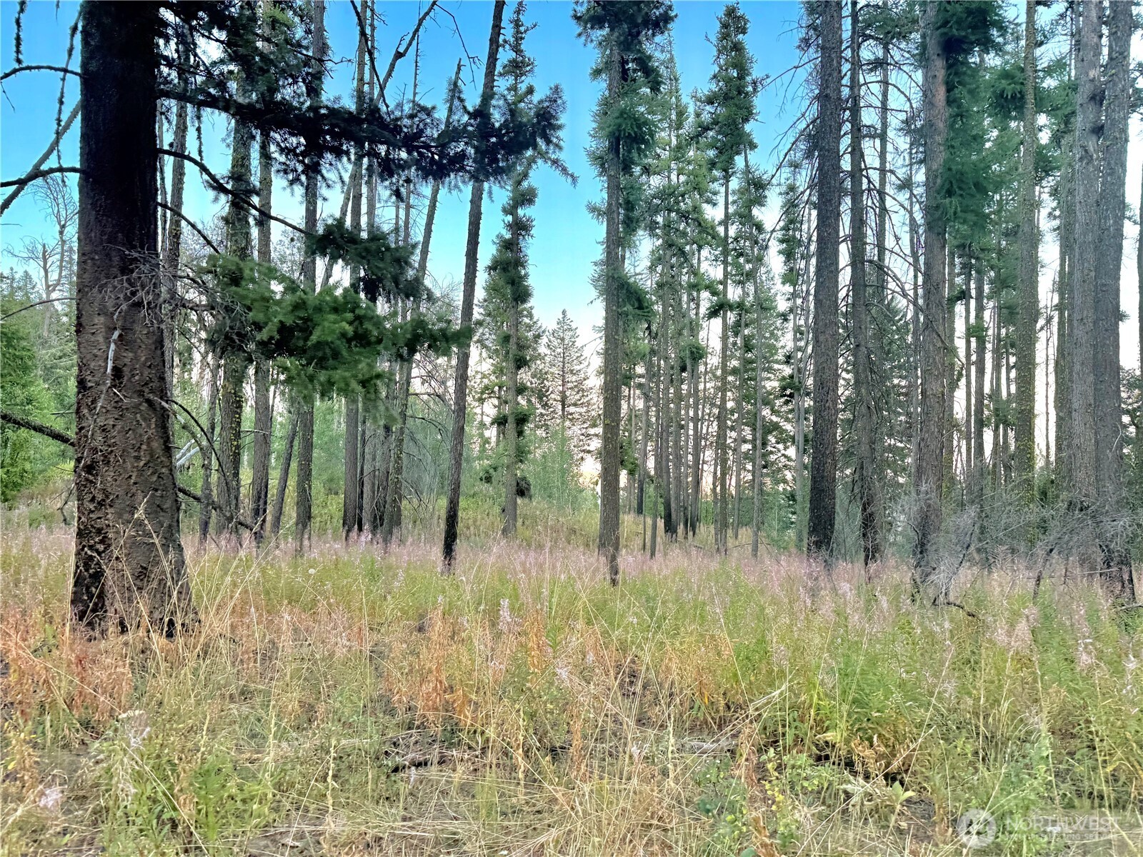 0 Tbd Buzzard Lake Road Property Photo 22