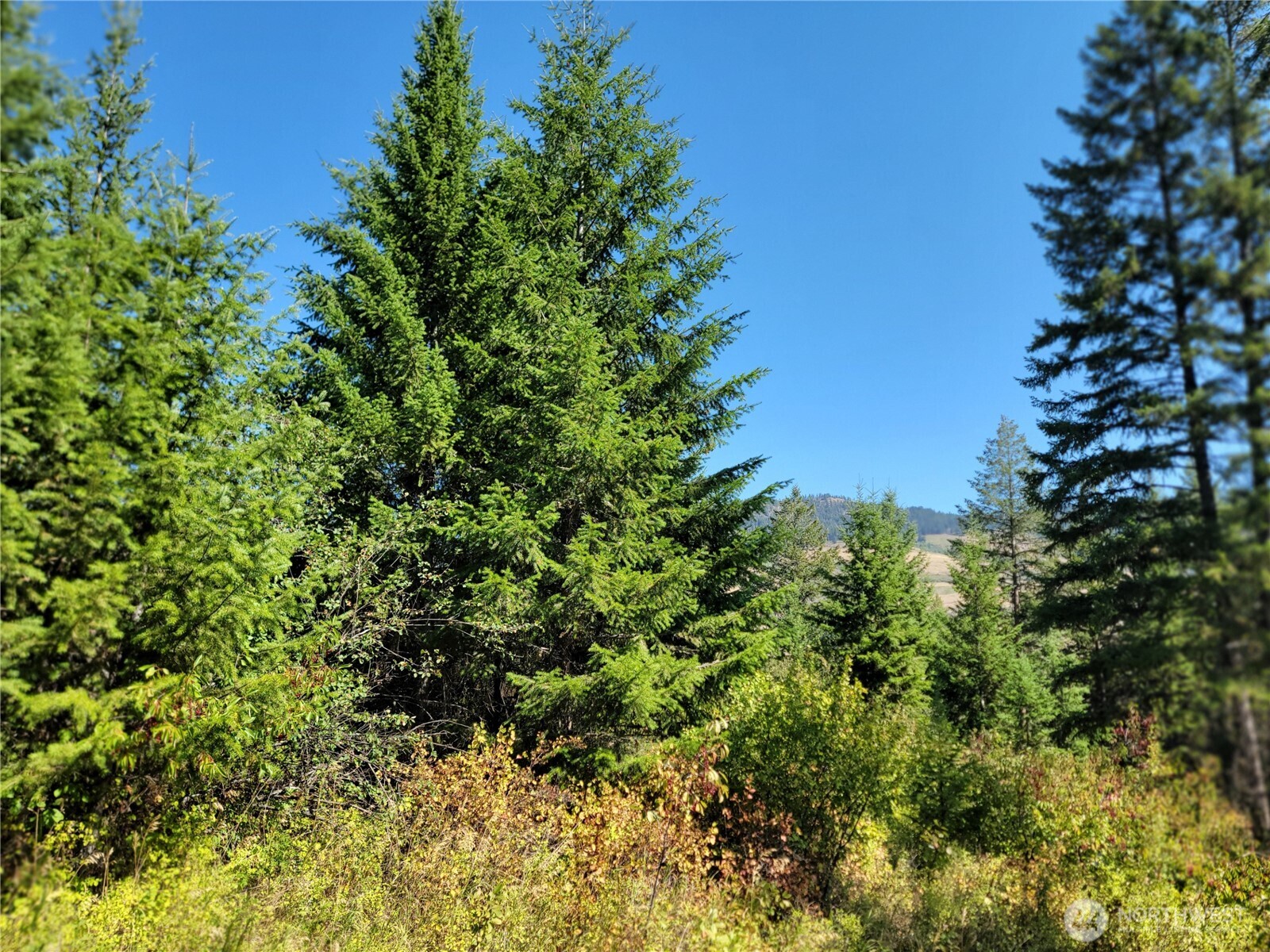 9999 Lone Ranch Rd Property Photo 5