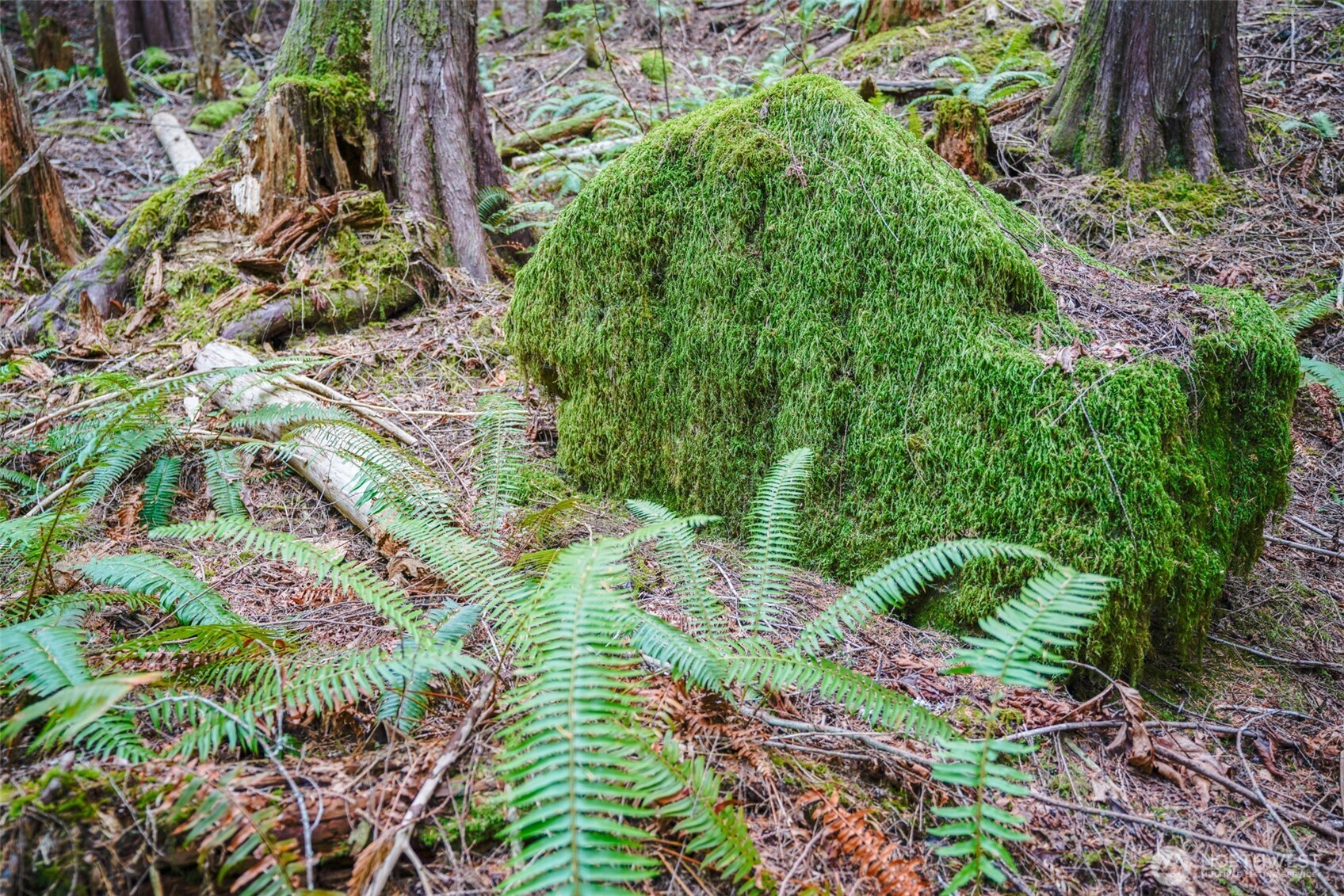 13 Dow Ridge Road Property Photo 14