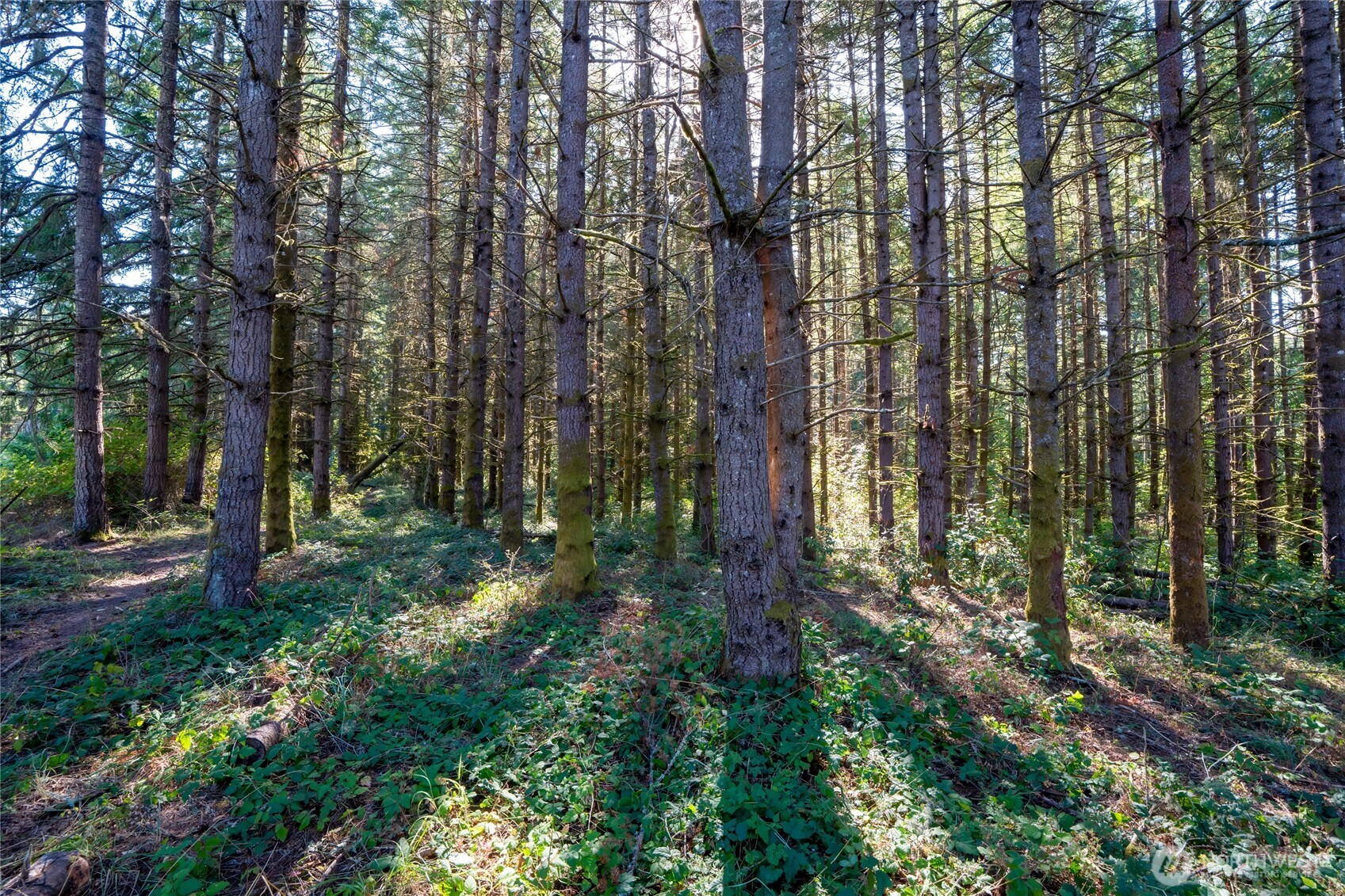 36716 Eatonville Cutoff Road Property Photo 28