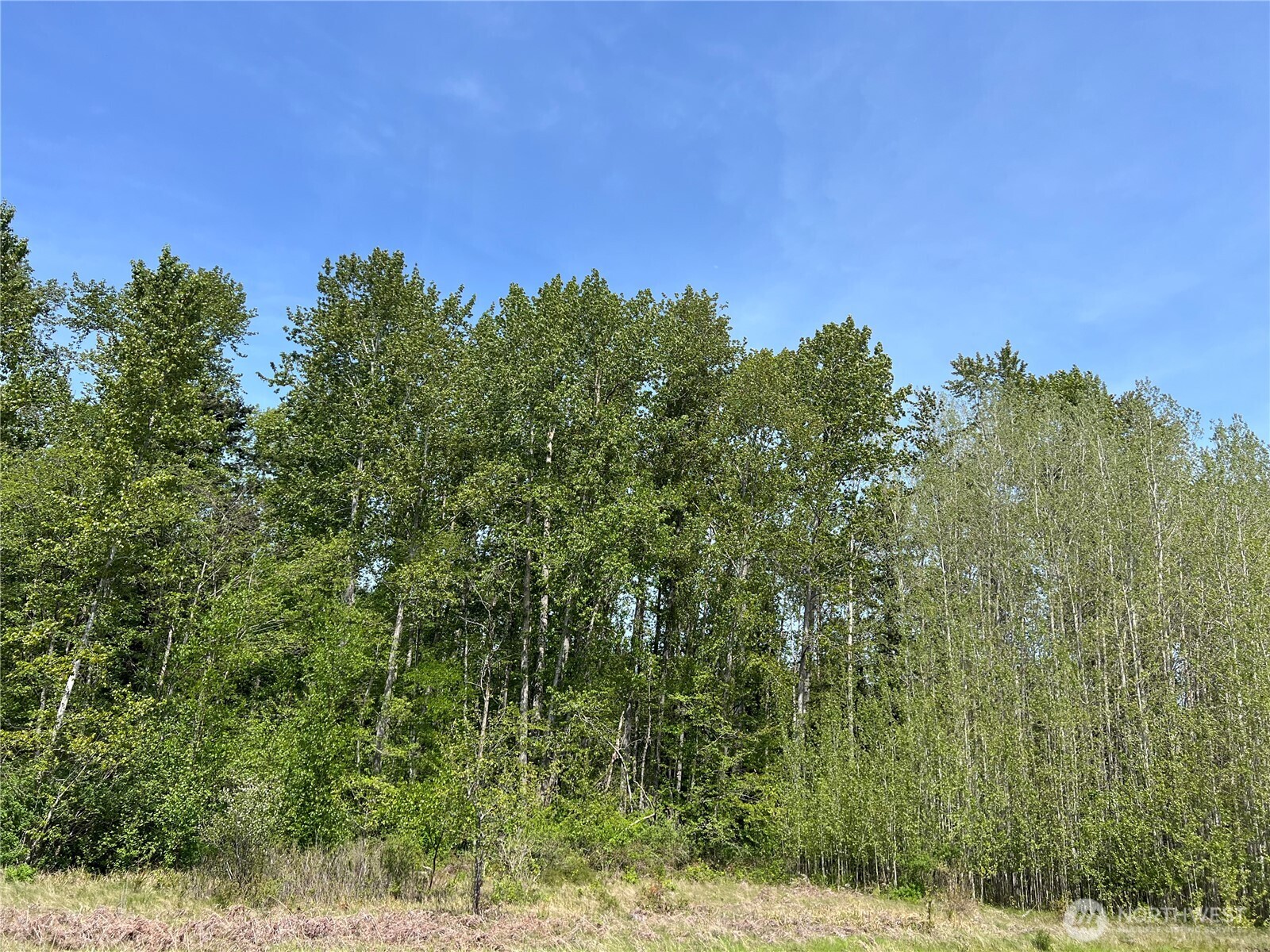 50 Acres Lincoln And Shintaffer Road Property Photo 4