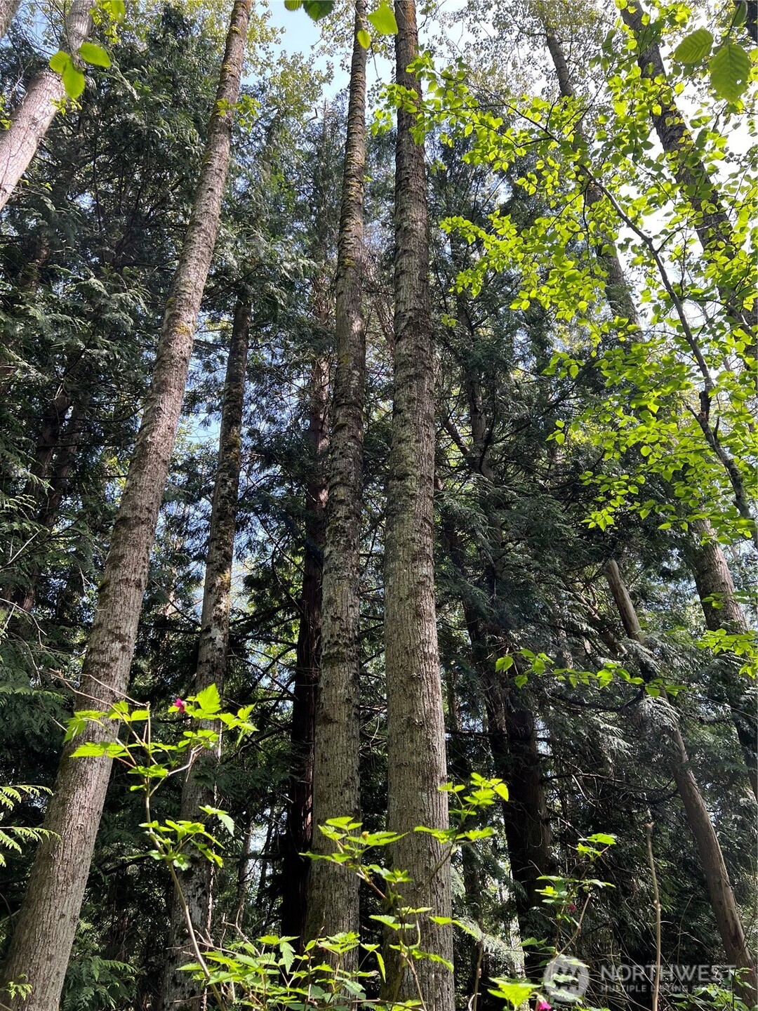 50 Acres Lincoln And Shintaffer Road Property Photo 5