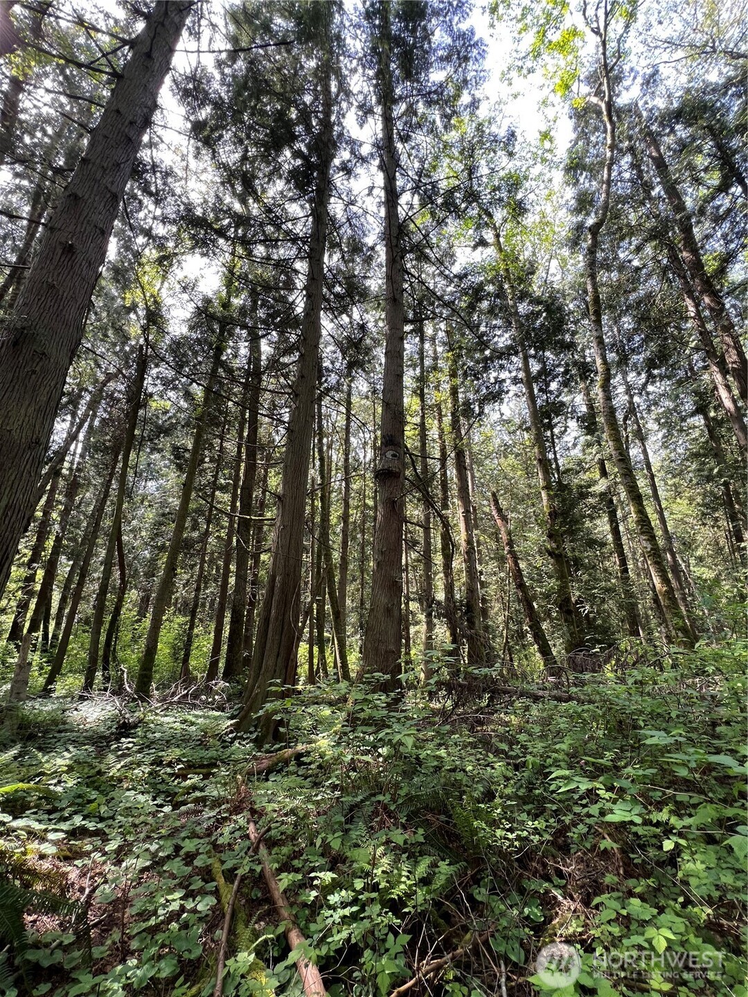 50 Acres Lincoln And Shintaffer Road Property Photo 6