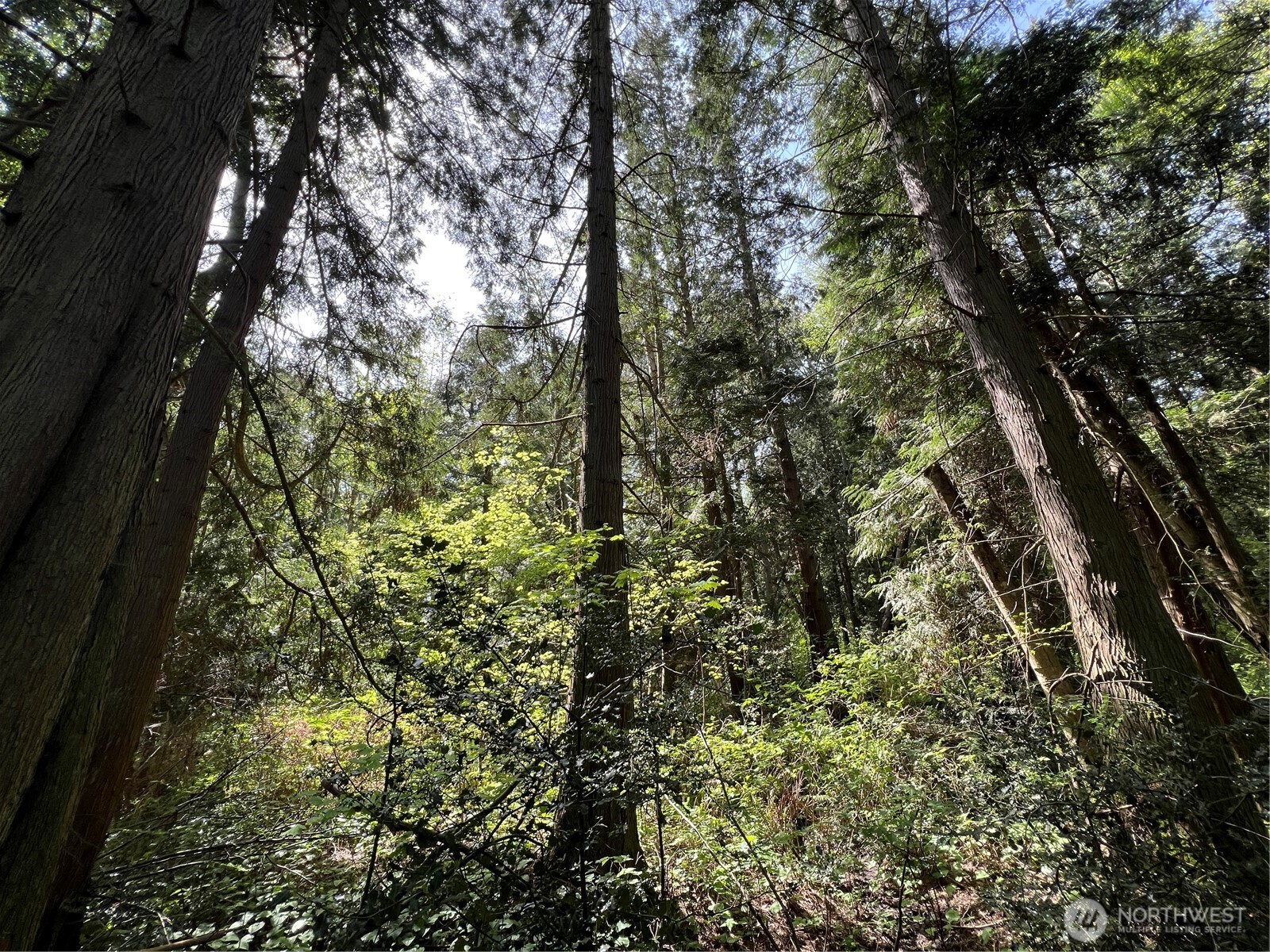 50 Acres Lincoln And Shintaffer Road Property Photo 8