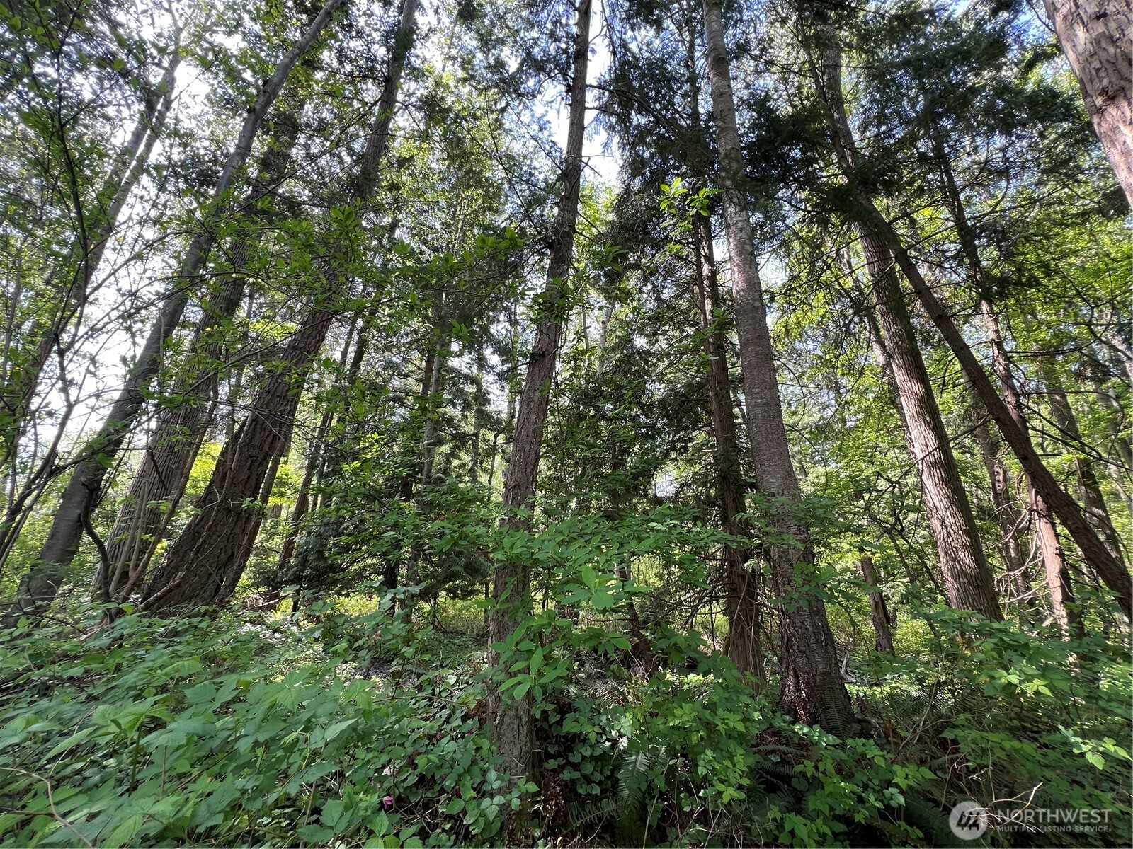 50 Acres Lincoln And Shintaffer Road Property Photo 12