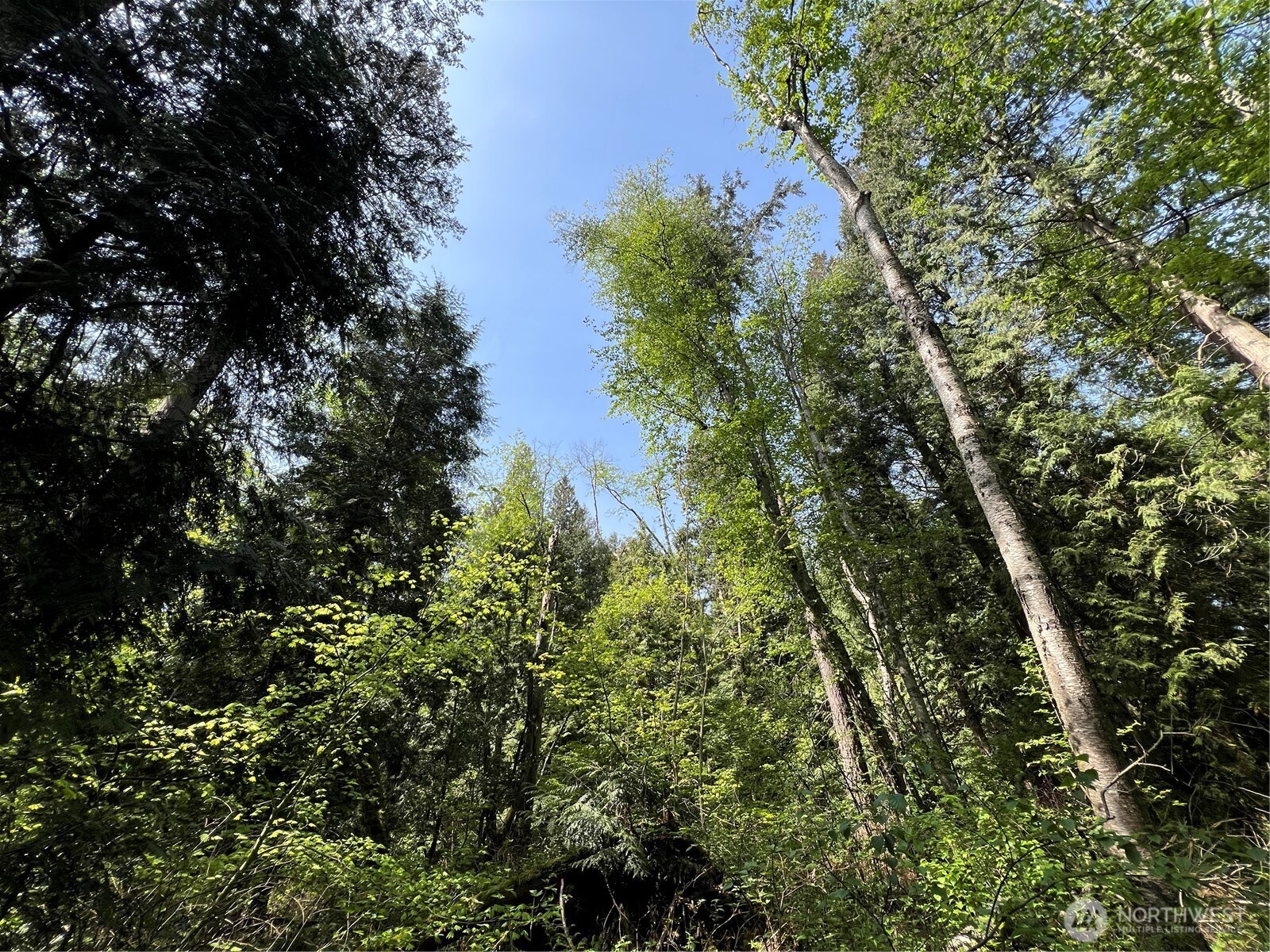 50 Acres Lincoln And Shintaffer Road Property Photo 14