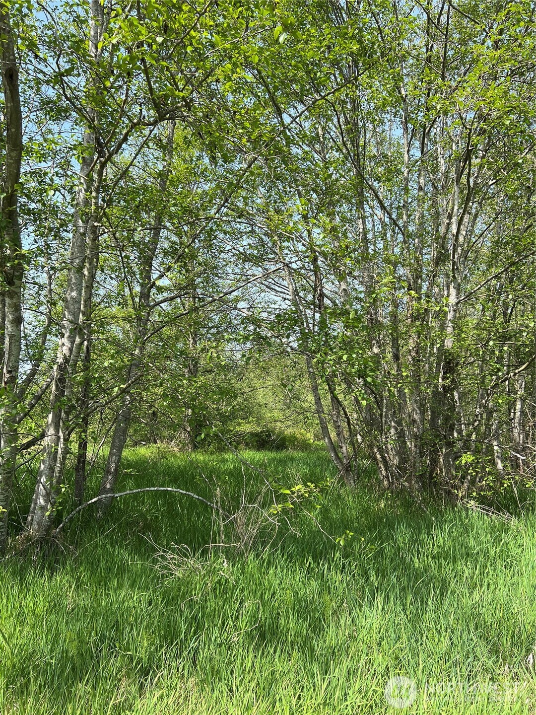 50 Acres Lincoln And Shintaffer Road Property Photo 19