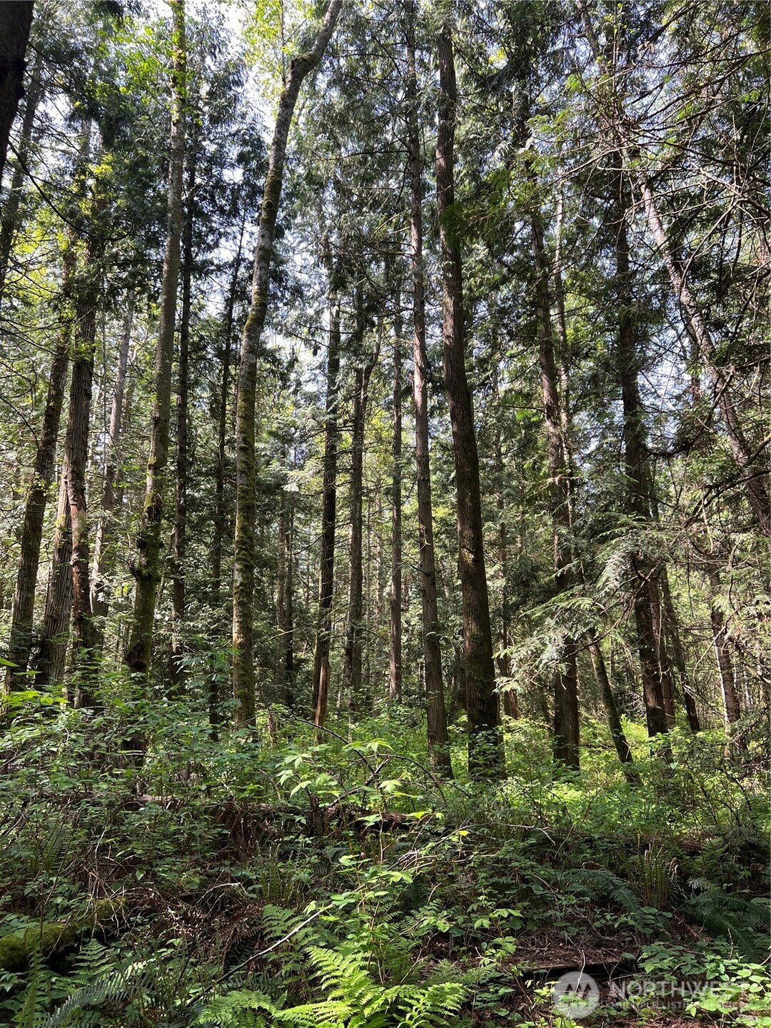 50 Acres Lincoln And Shintaffer Road Property Photo 20