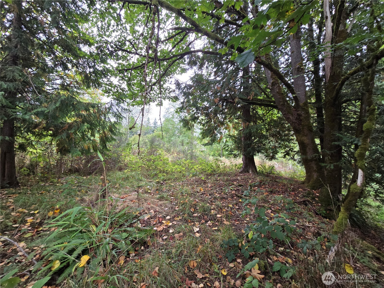 12628 208th Place Property Photo 22